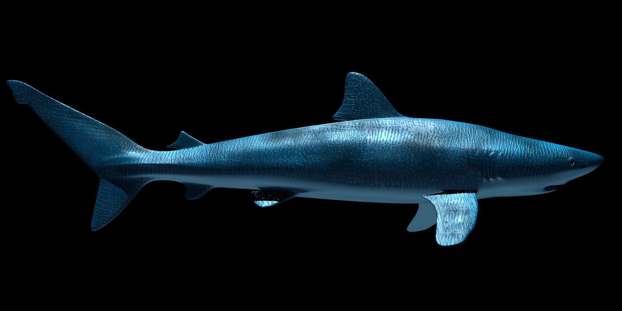 Silky Shark 3D model | CGTrader