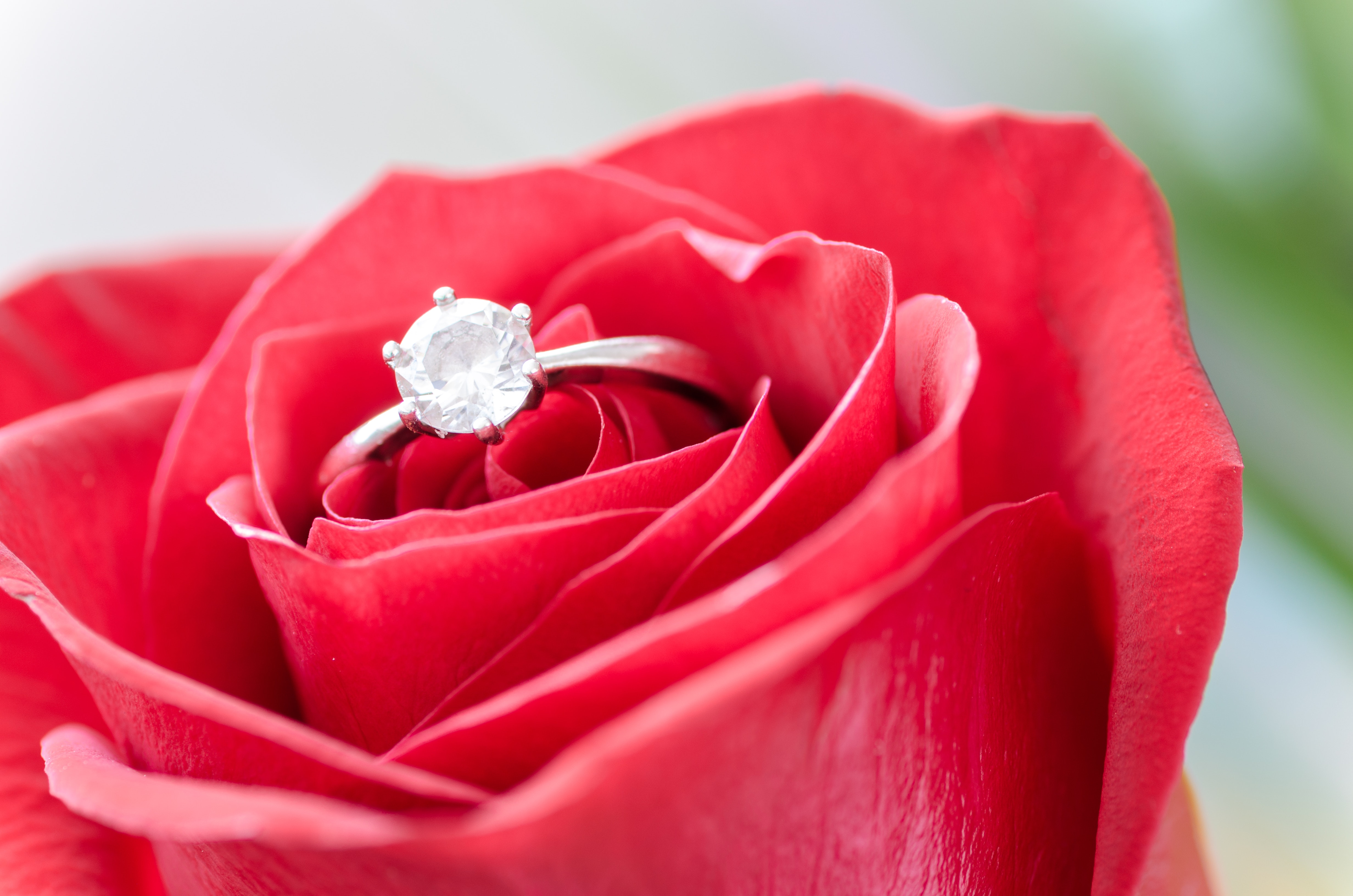 Silver Diamond Embed Ring on Red Rose, Affection, Love, Macro, Marriage, HQ Photo