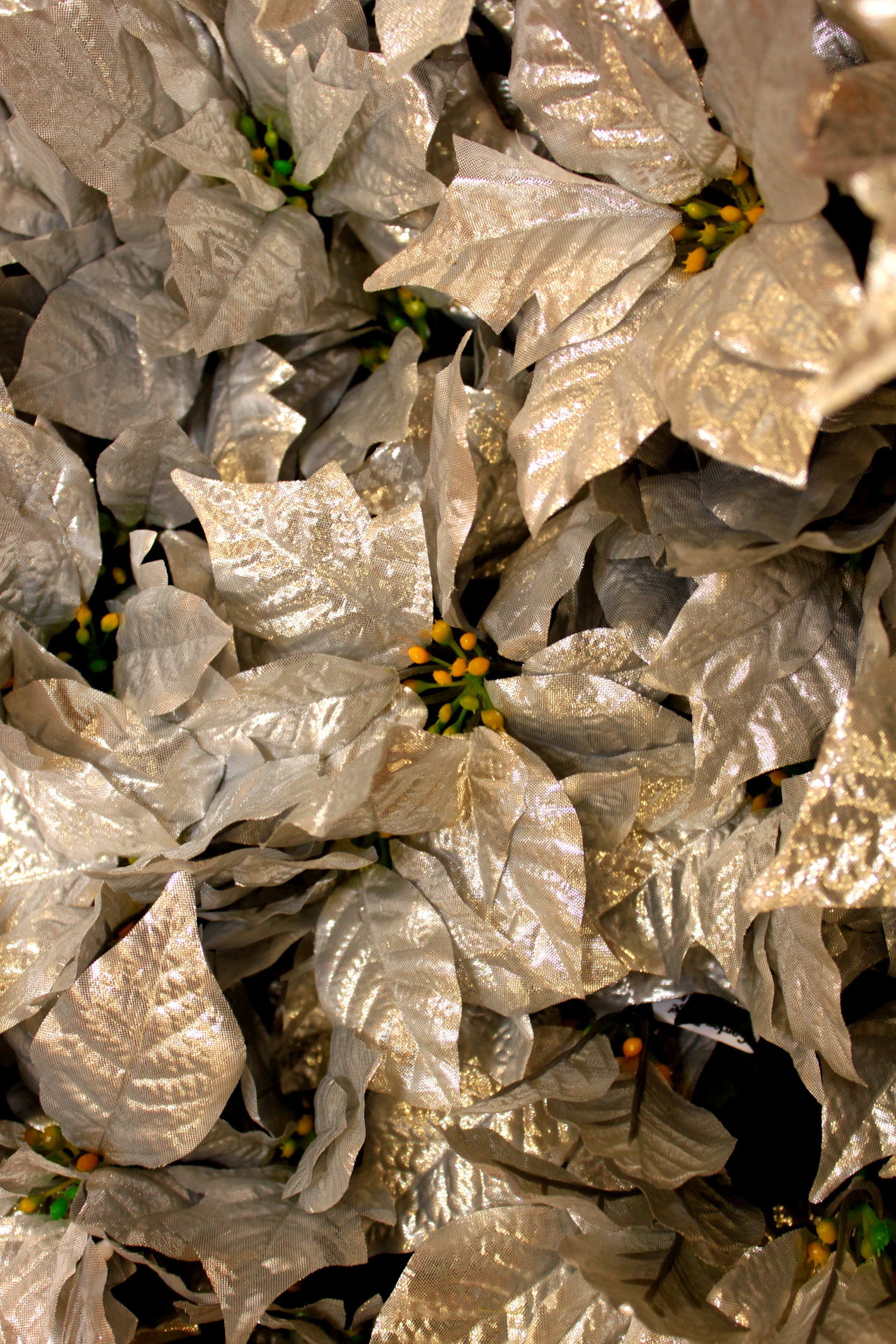 Silver poinsettia, Artificial, Plant, Holiday, January, HQ Photo