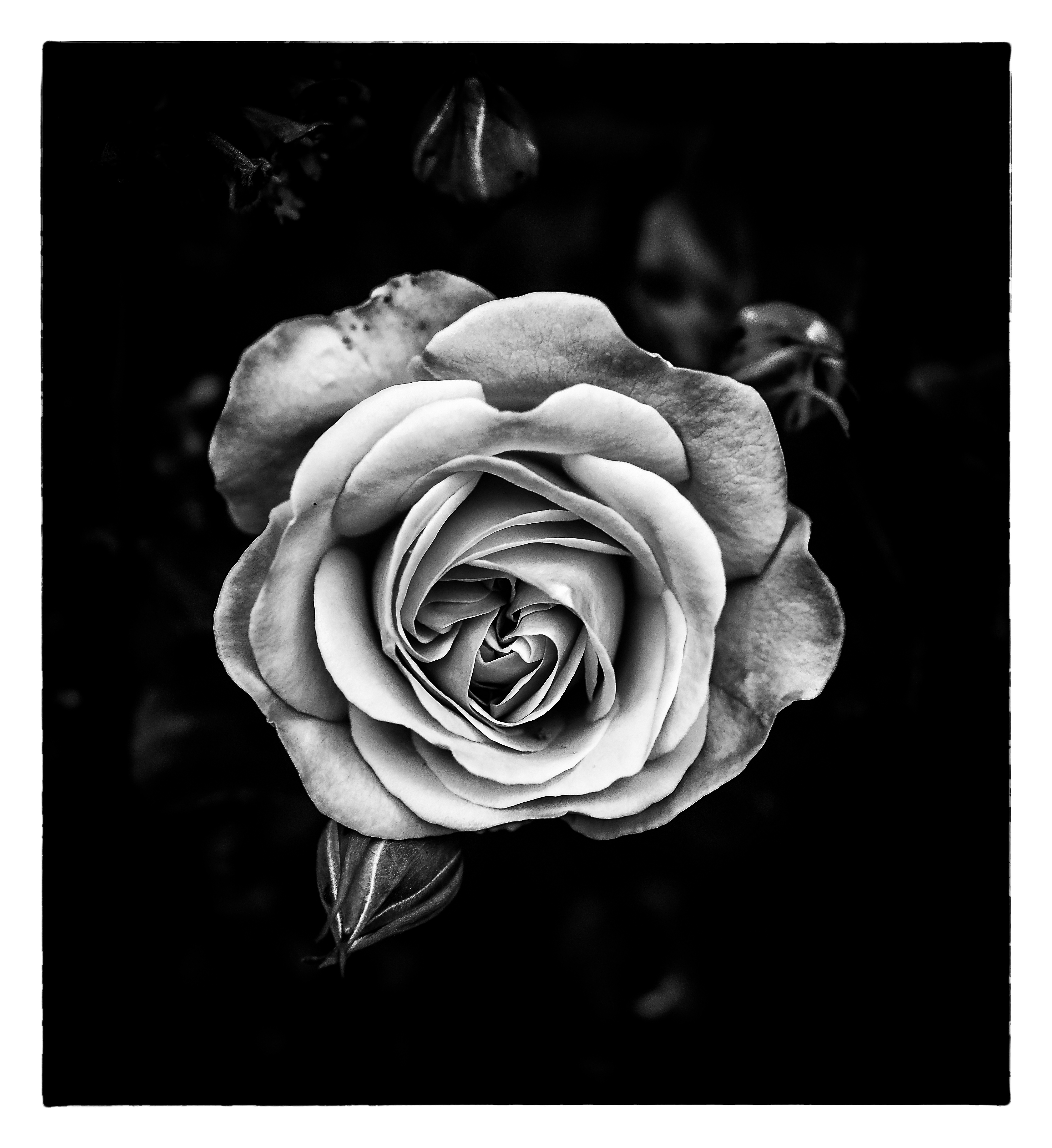 Silver rose photo