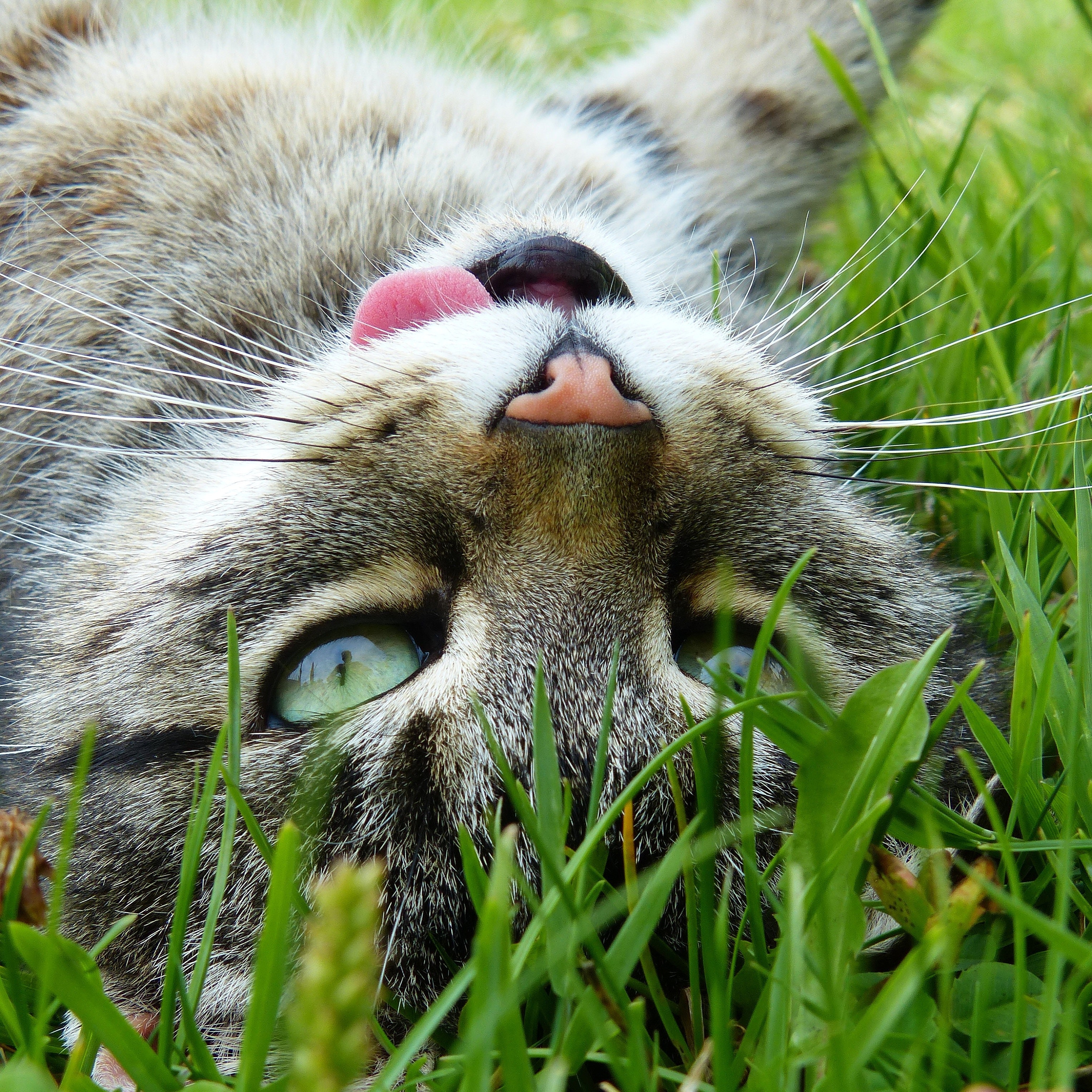 Silver Tabby Cat Lying on Green Grass, Animal, Little, Tongue, Tabby, HQ Photo