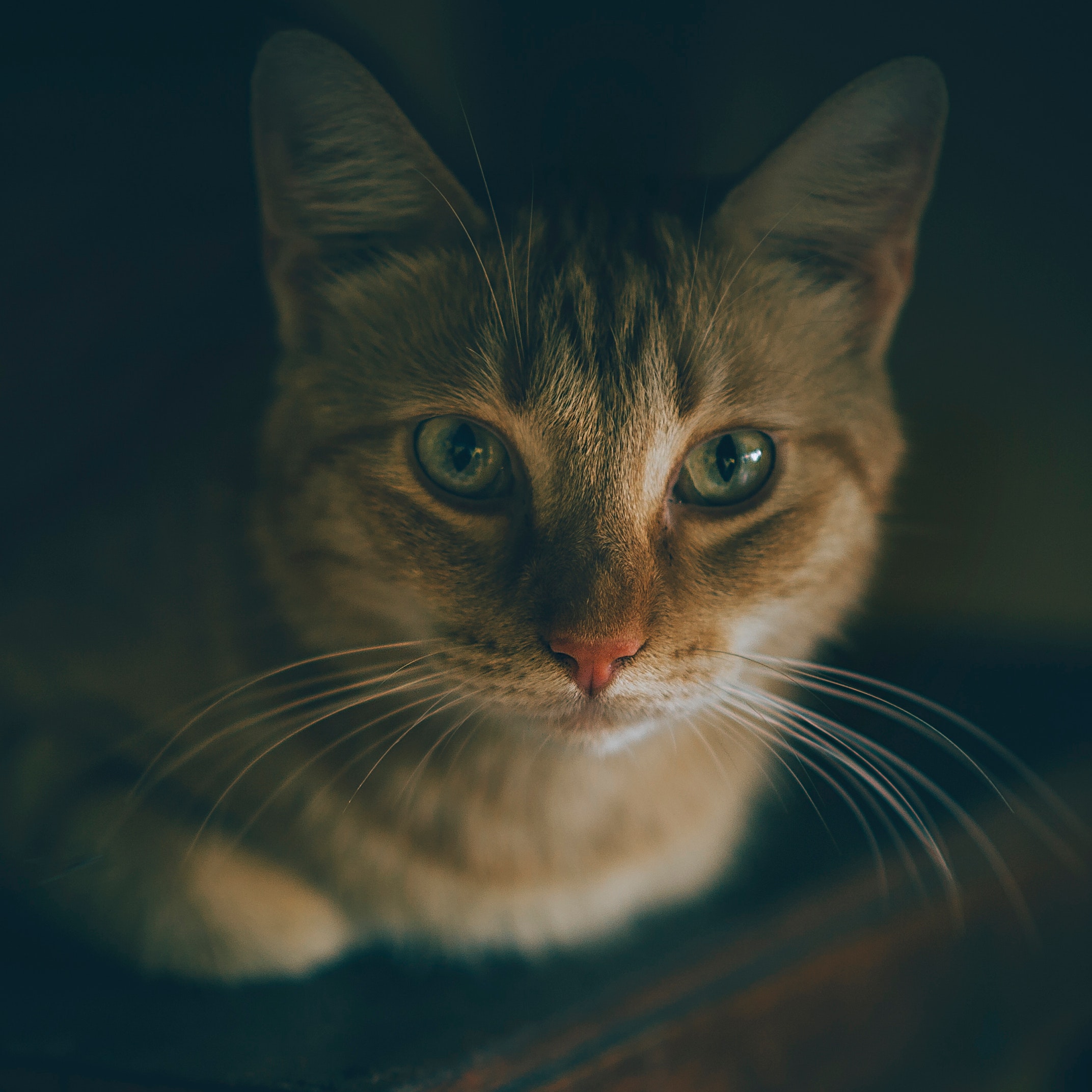 Silver tabby cat photo