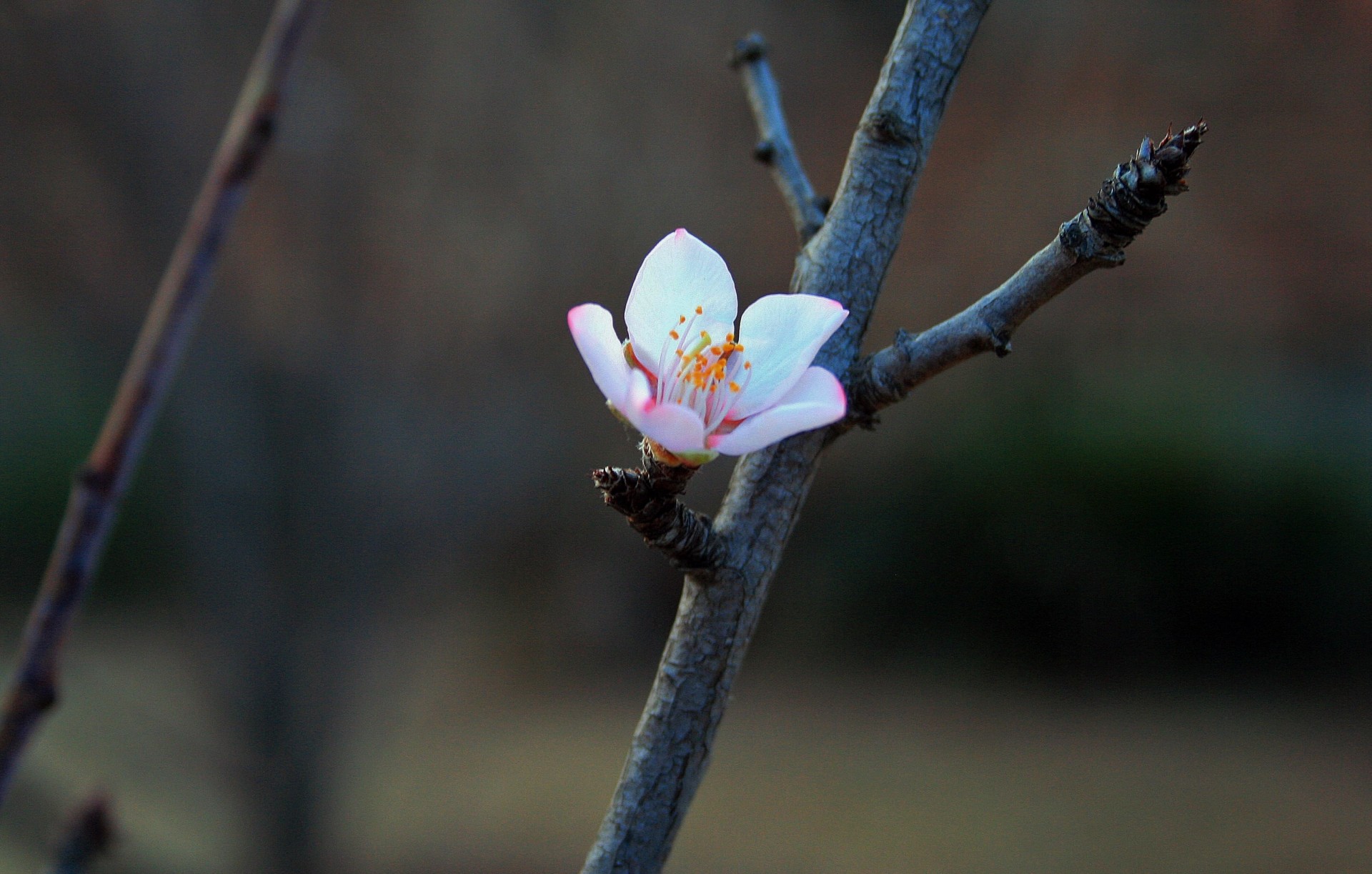 Single blossom photo