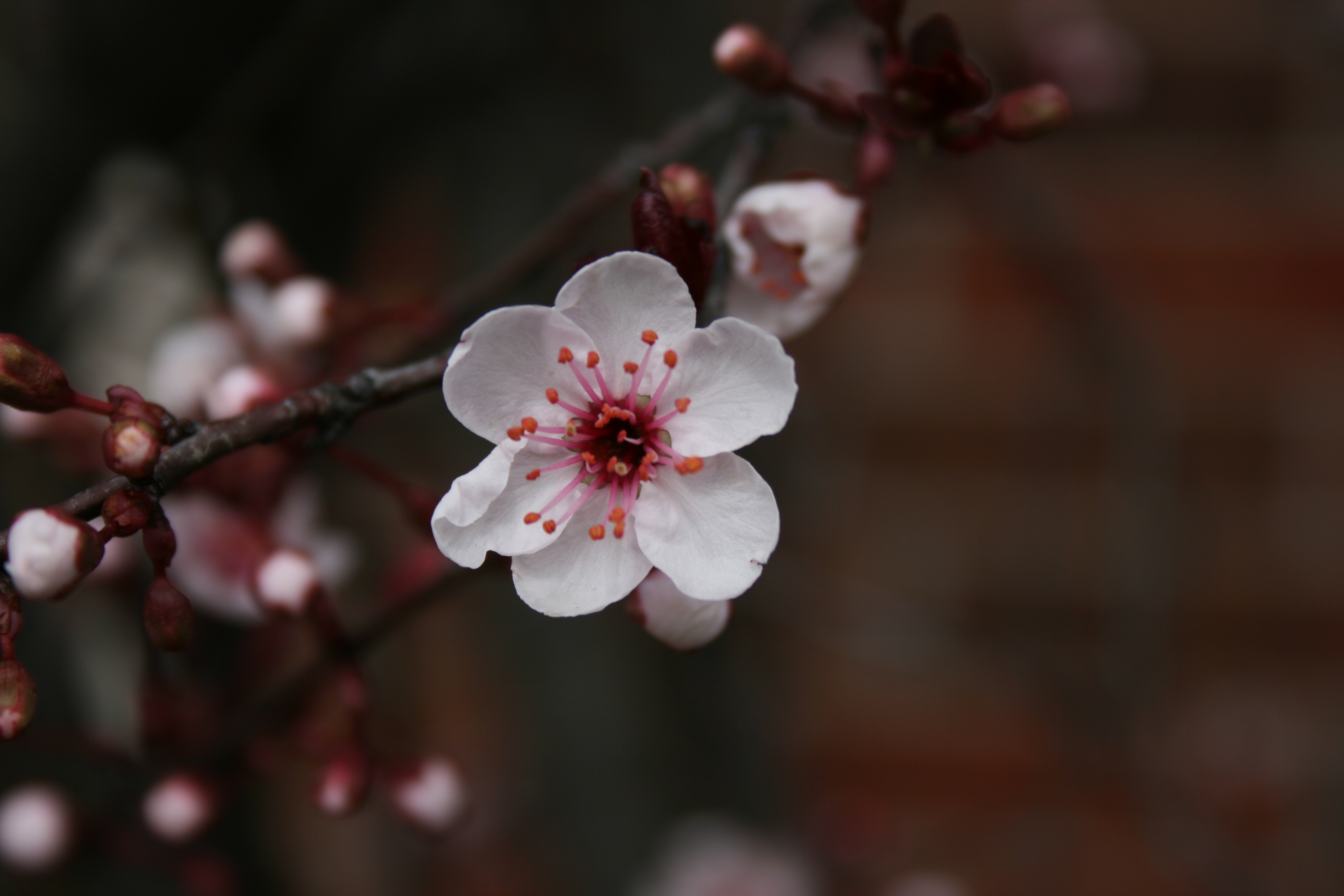 Single Blossom by LadyAerlinn on DeviantArt