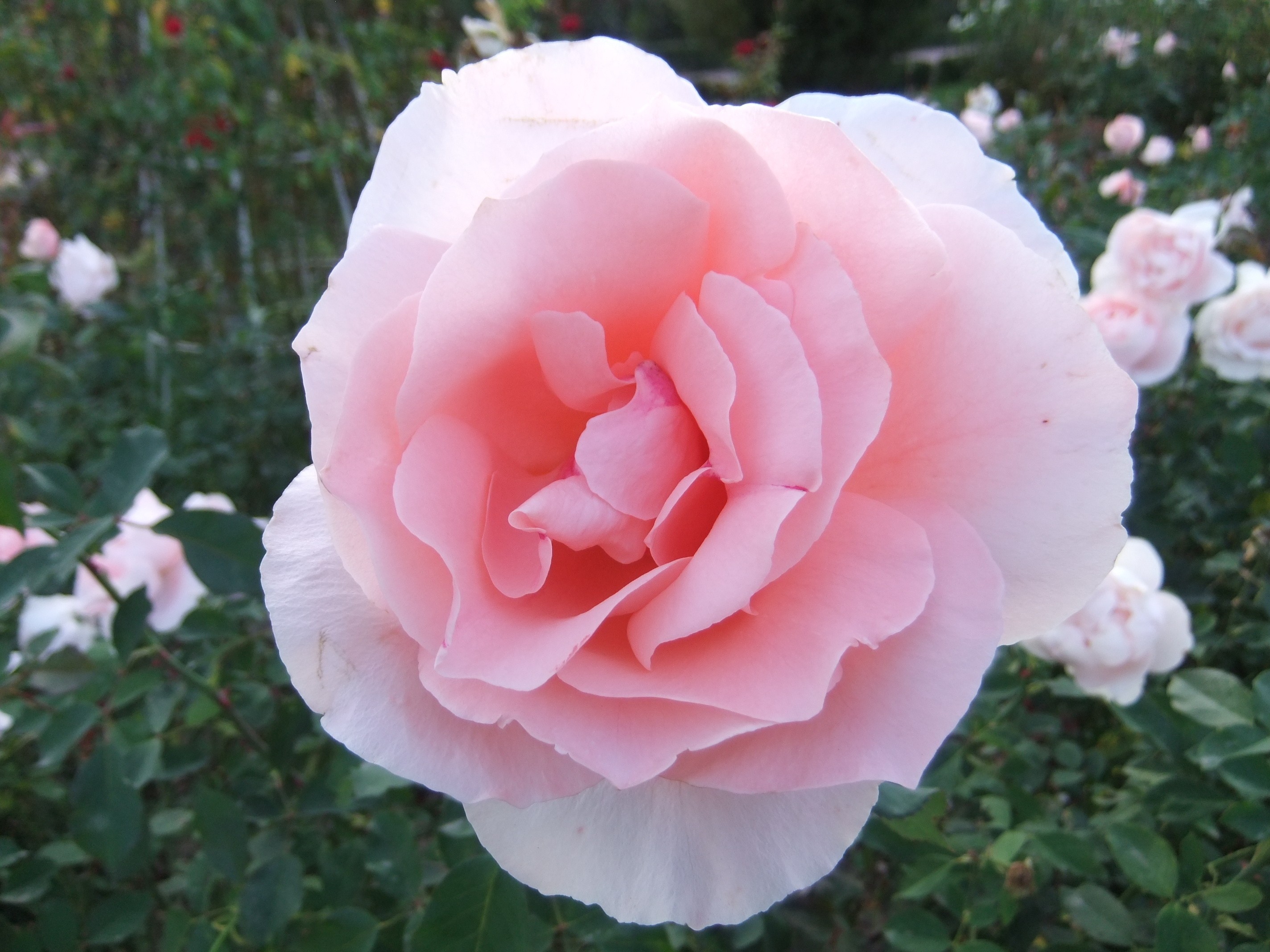 Flower: Rose Leaves Pink Petals Garden Blossom Desktop Wallpaper ...