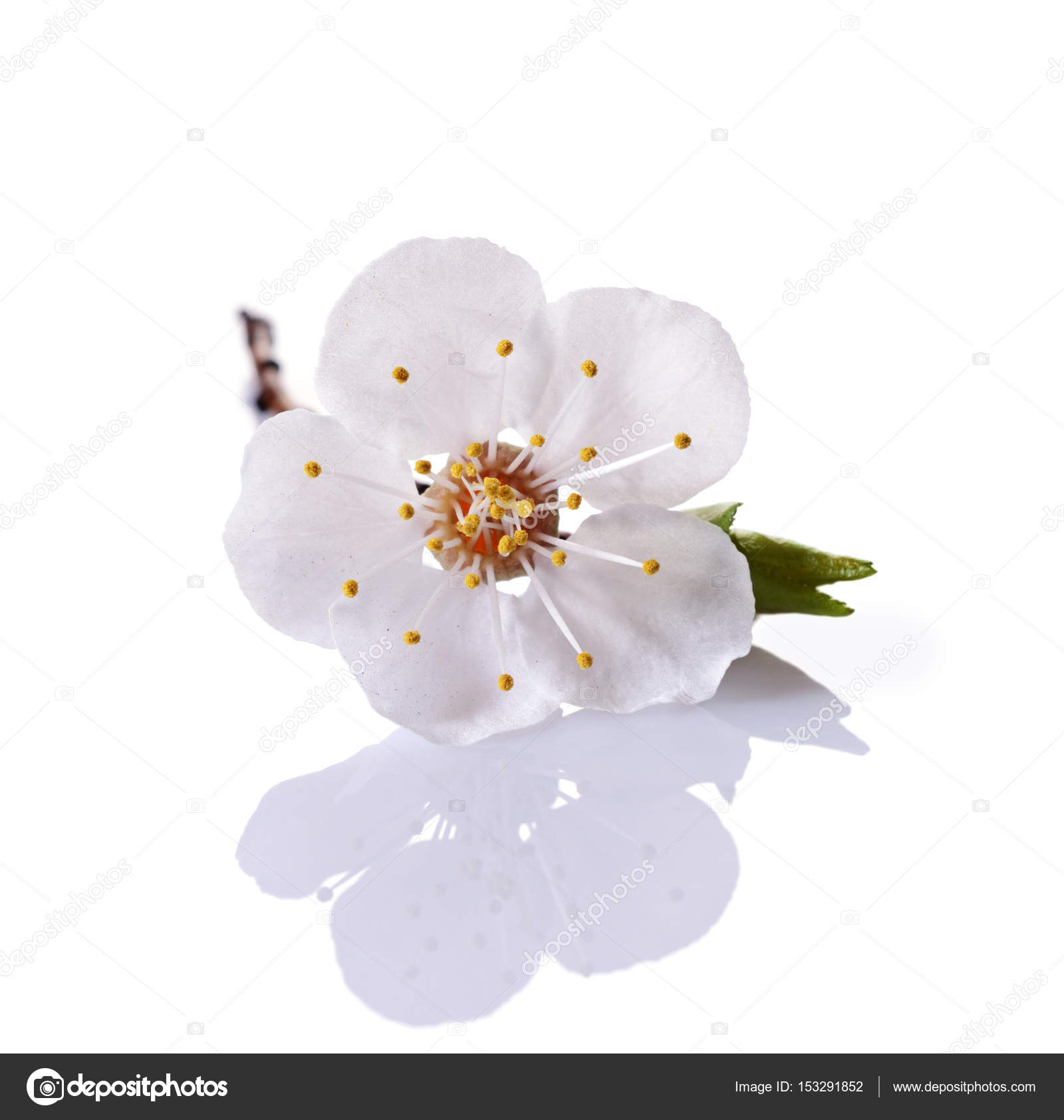 Spring cherry blossom branch with single white flower — Stock Photo ...