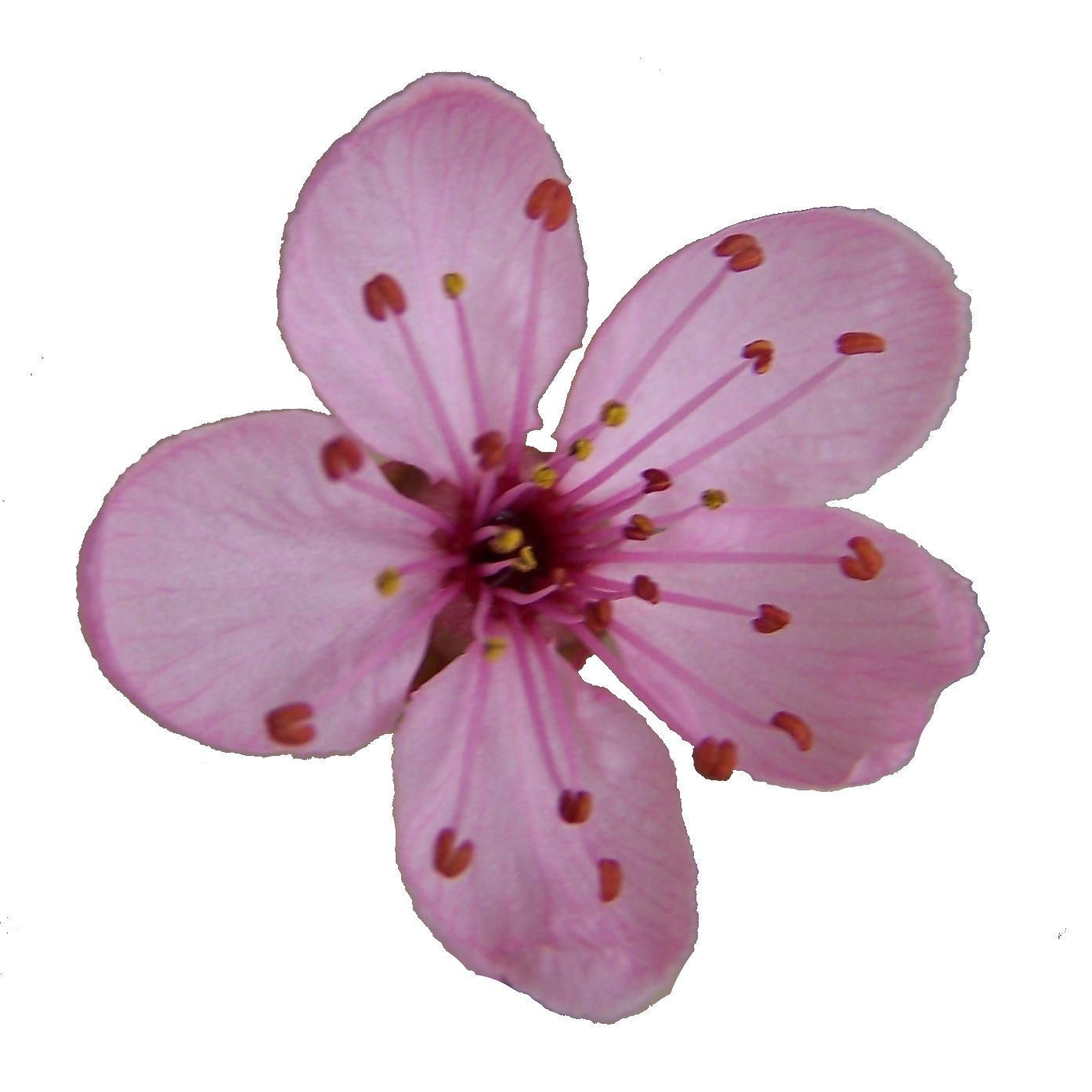 Single clipart cherry blossom - Pencil and in color single clipart ...