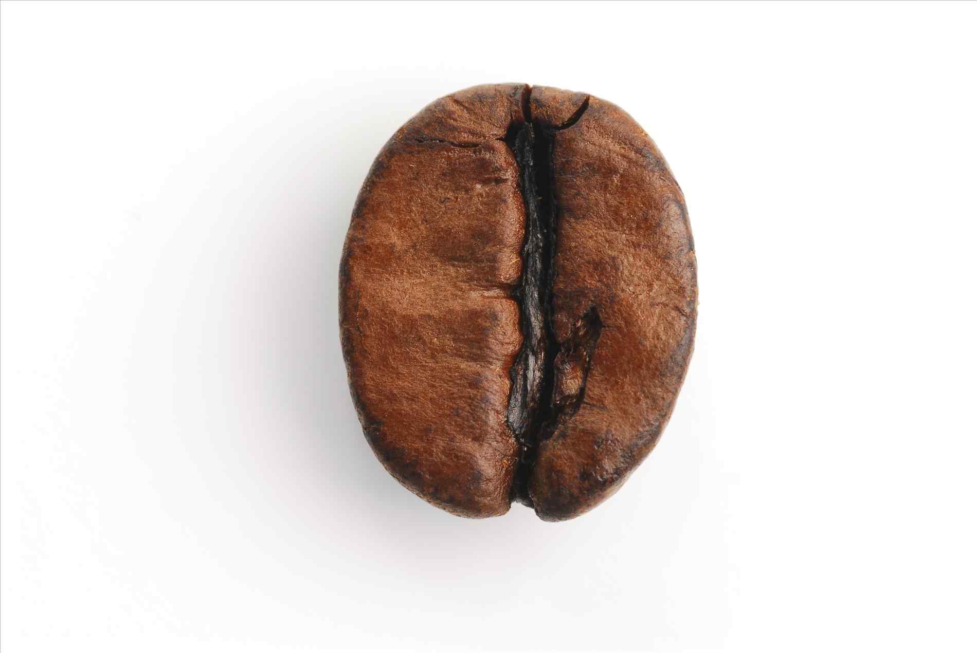 The Images Collection of Brief single coffee bean png sarah lilliman ...