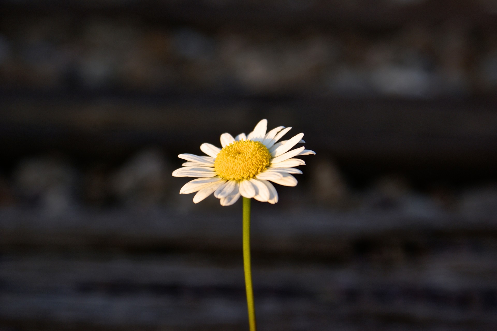 Single Daisy Flower Free Stock Photo - Public Domain Pictures