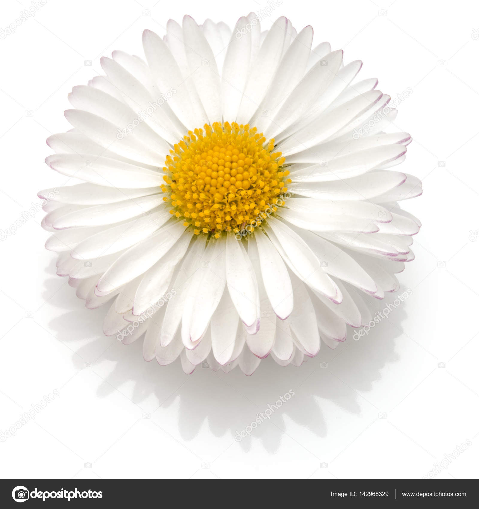 single daisy flower — Stock Photo © natika #142968329