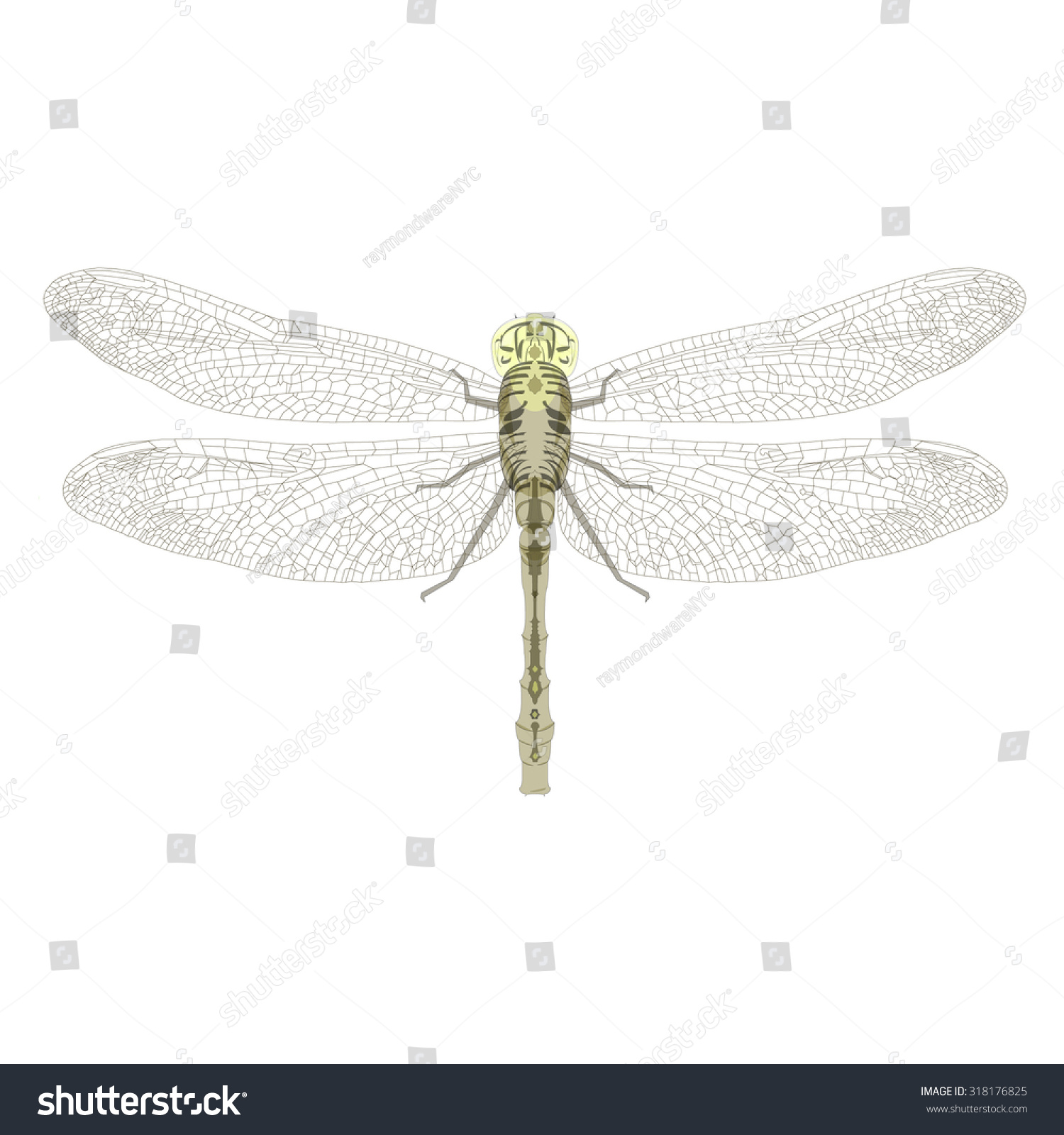 Intricate Vector Illustration Single Dragonfly Stock Vector ...