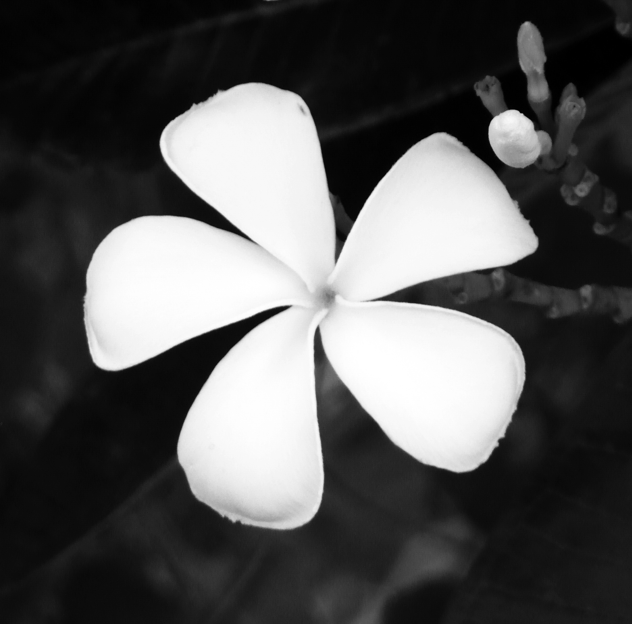 Single flower black and white photo