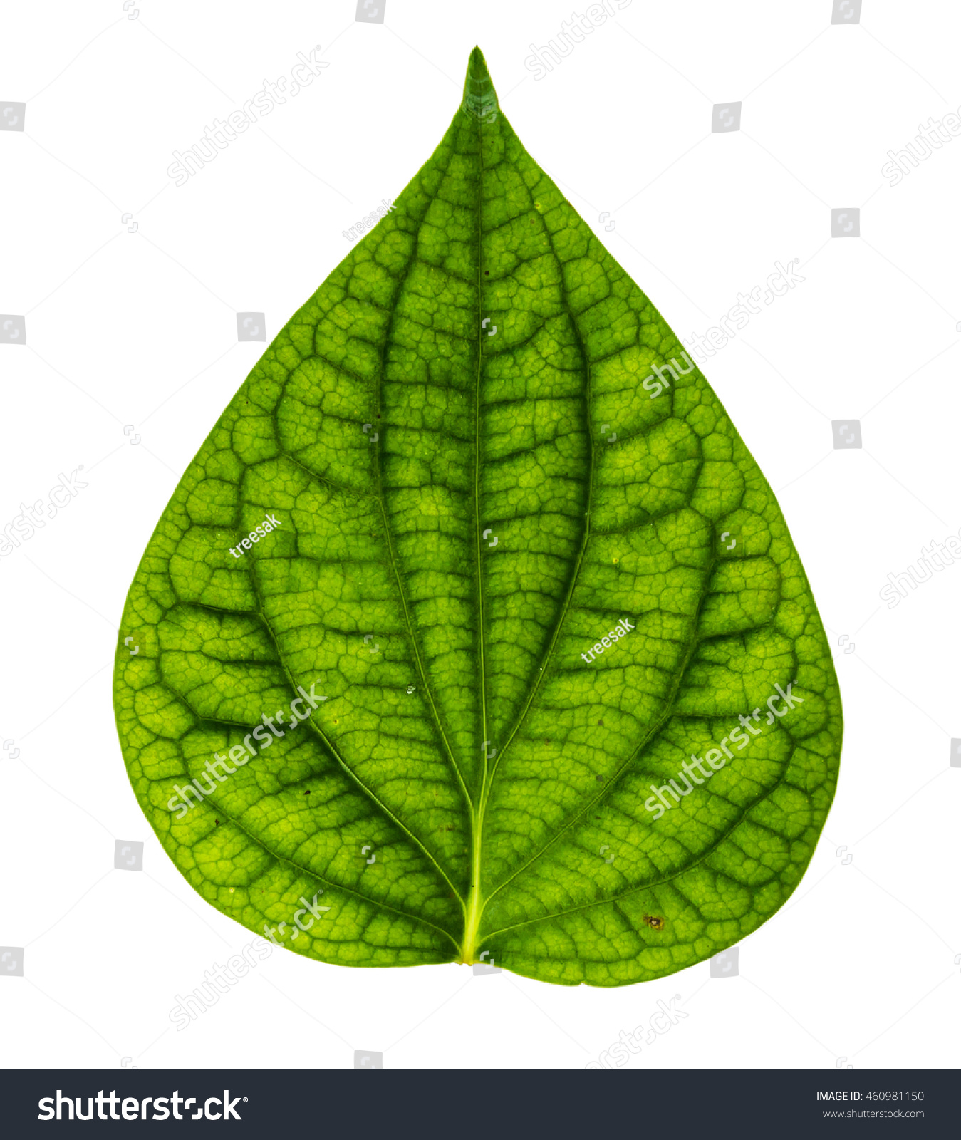 Image Closeup Single Green Leaf Isolated Stock Photo (Royalty Free ...