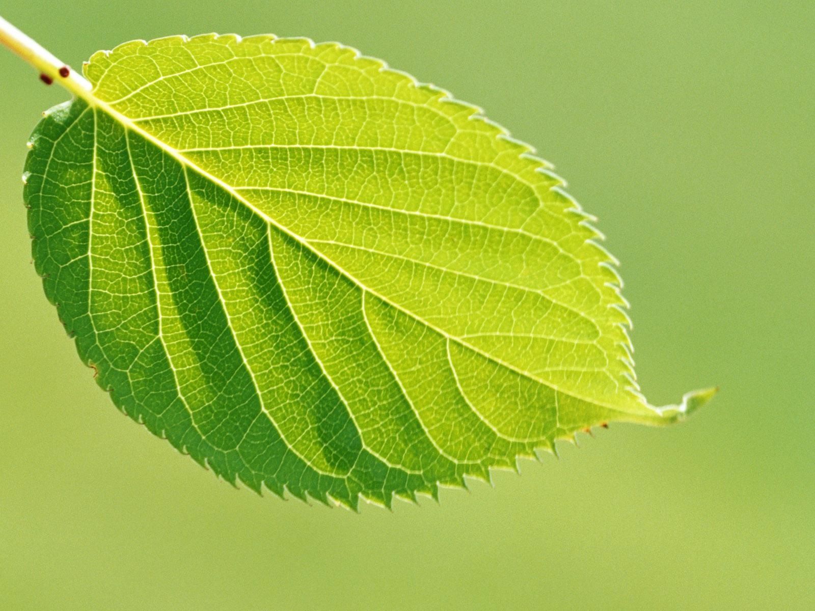 real green leaf