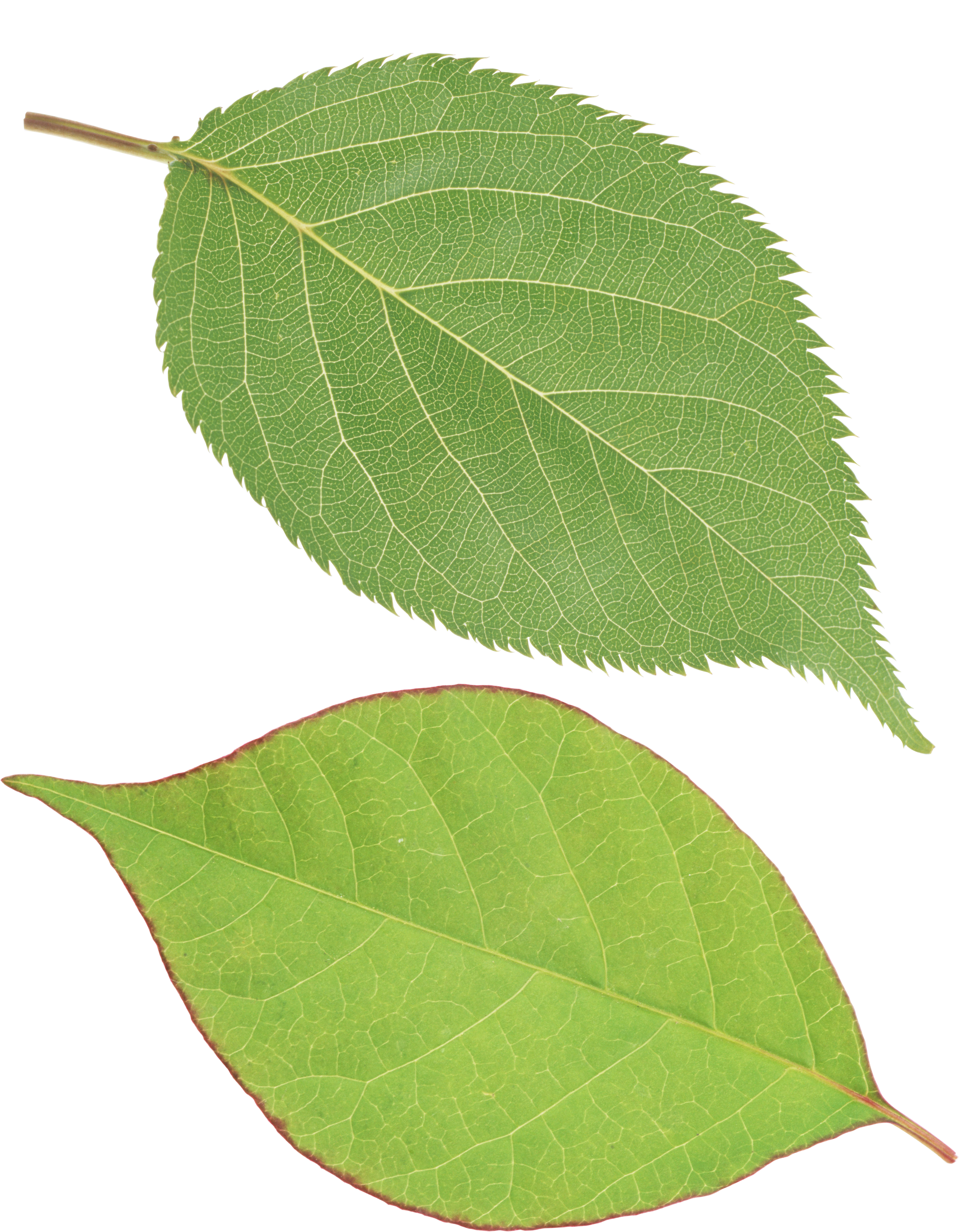 Single Green Leaves Clipart Png - ClipartXtras