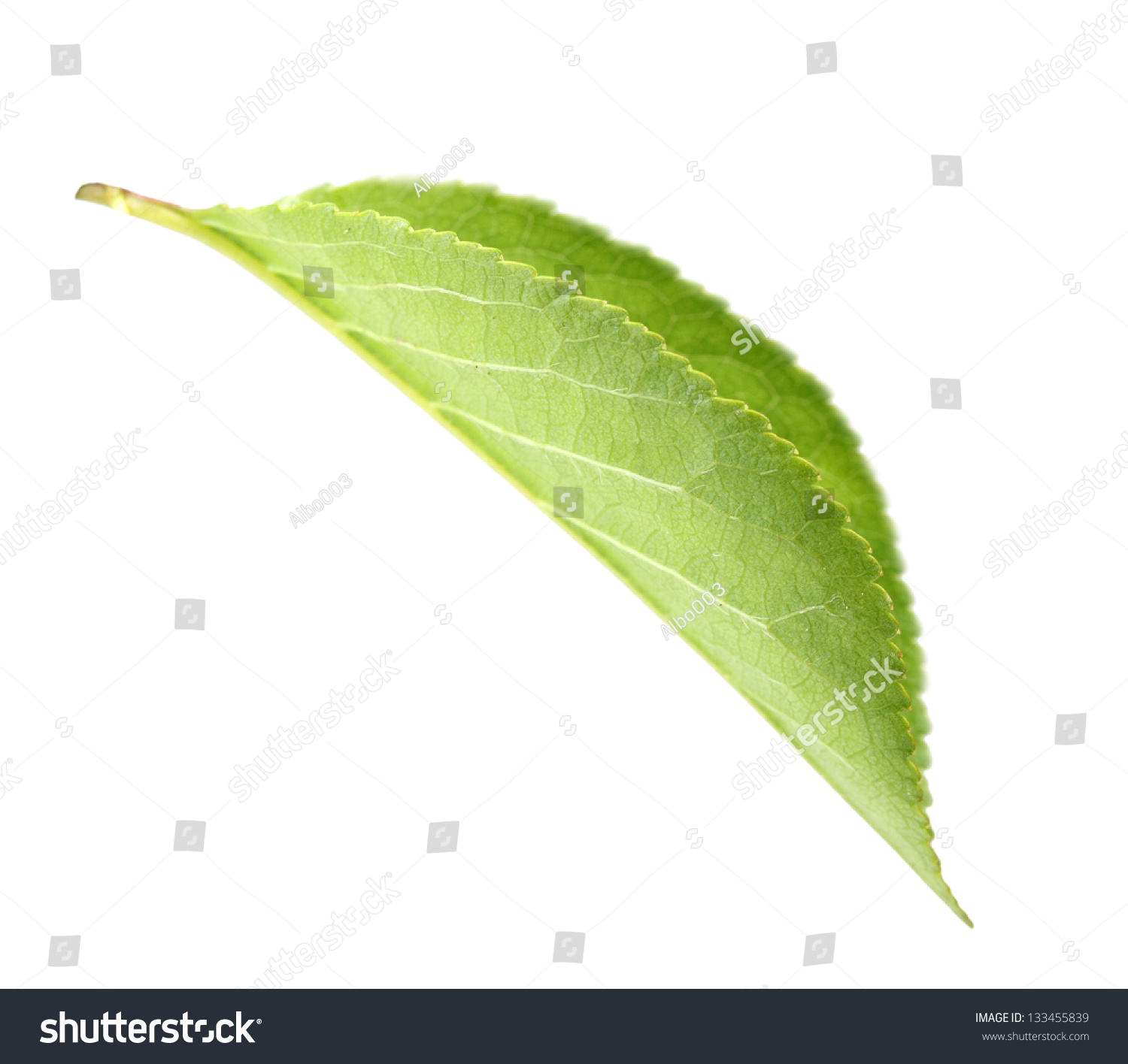 Single Green Leaf Appletree Isolated On Stock Photo 133455839 ...