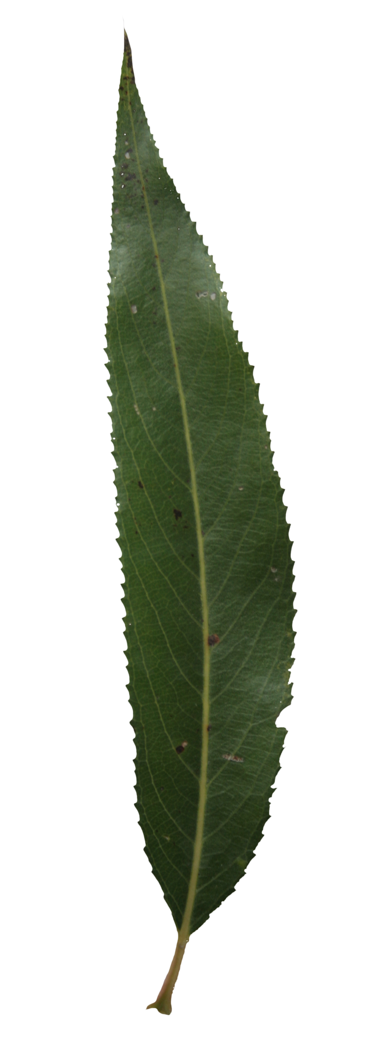 Ash single leaf | Free Cut Out people, trees and leaves