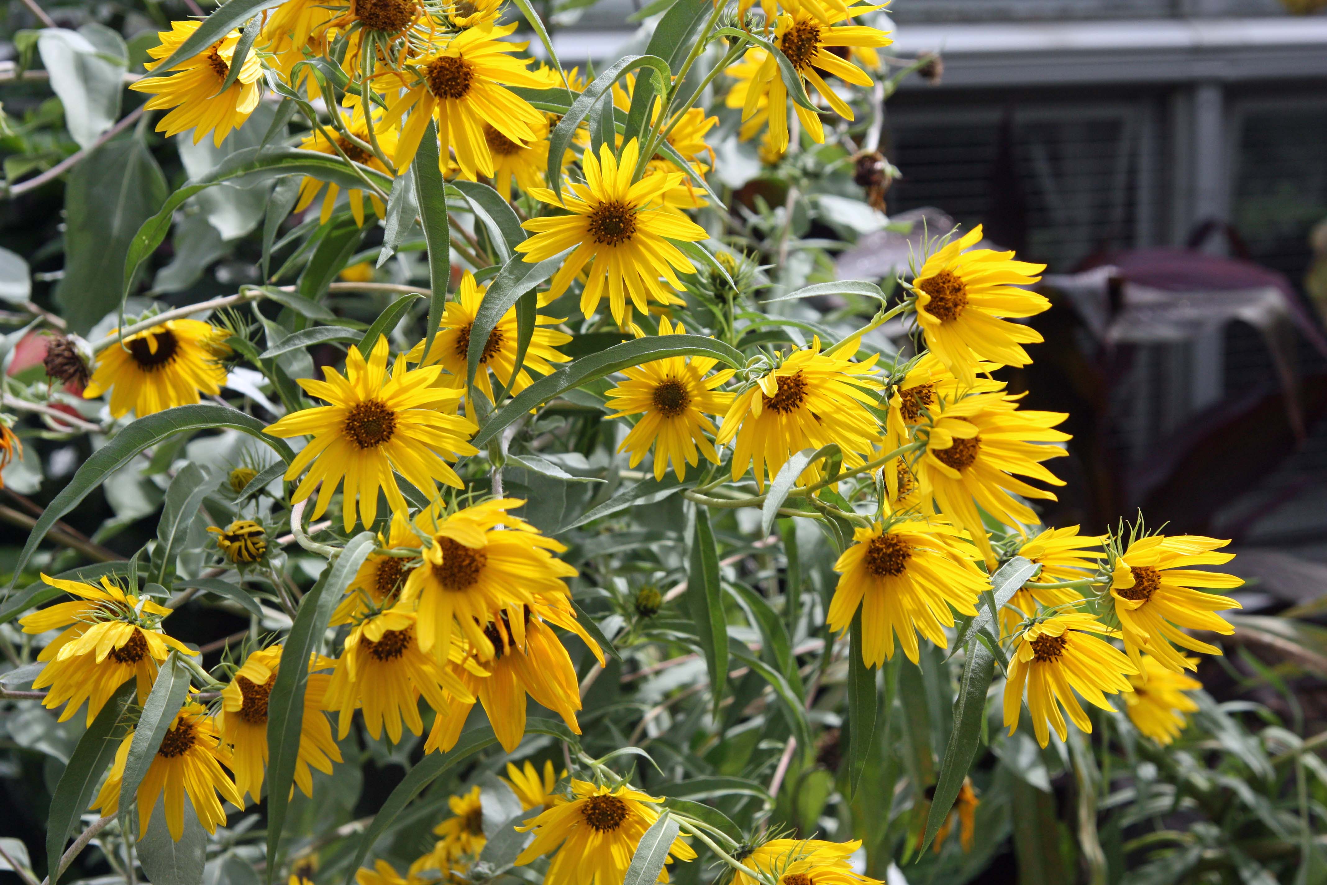 FafardPerennial Sunflowers are Fall Gold