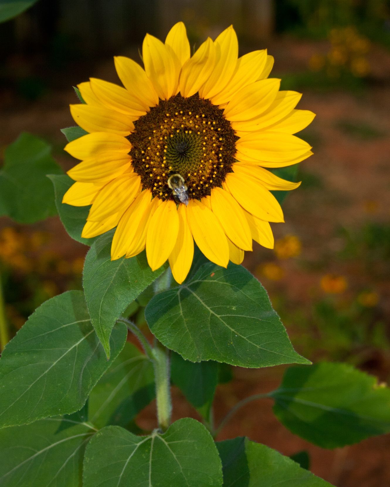 Single sunflower photo