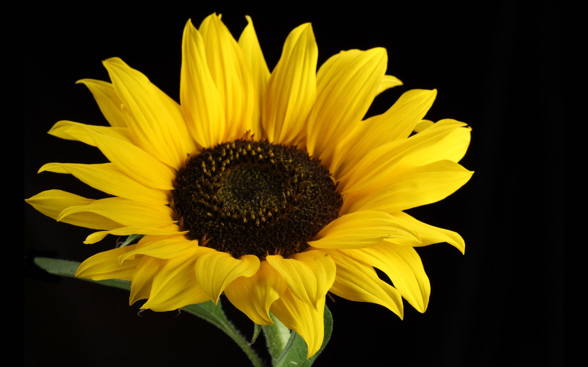 Flower: Flower Sunflower Yellow Pretty Nature Black Single Desktop ...