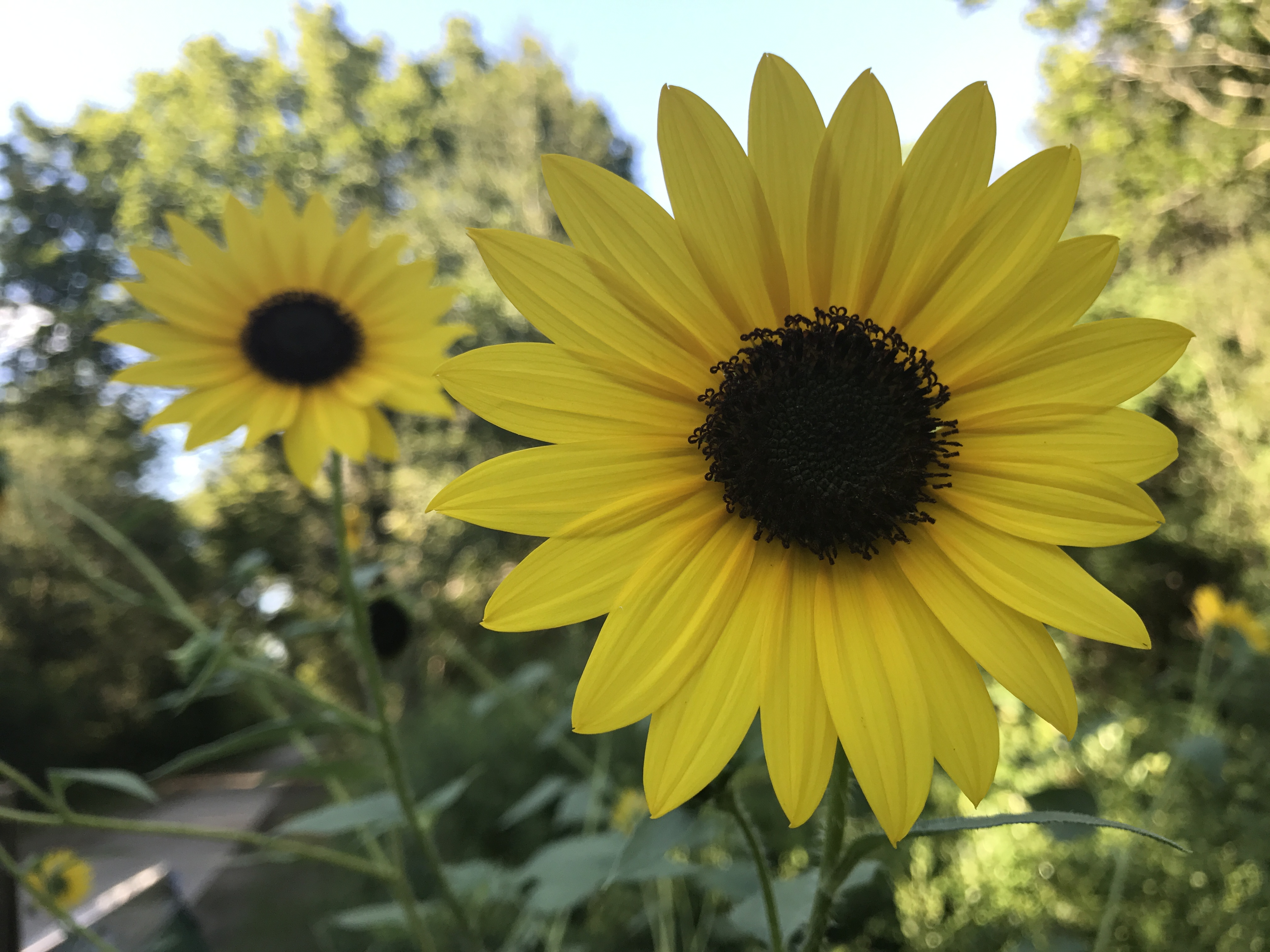 5 Facts About Sunflowers – Explore Texas