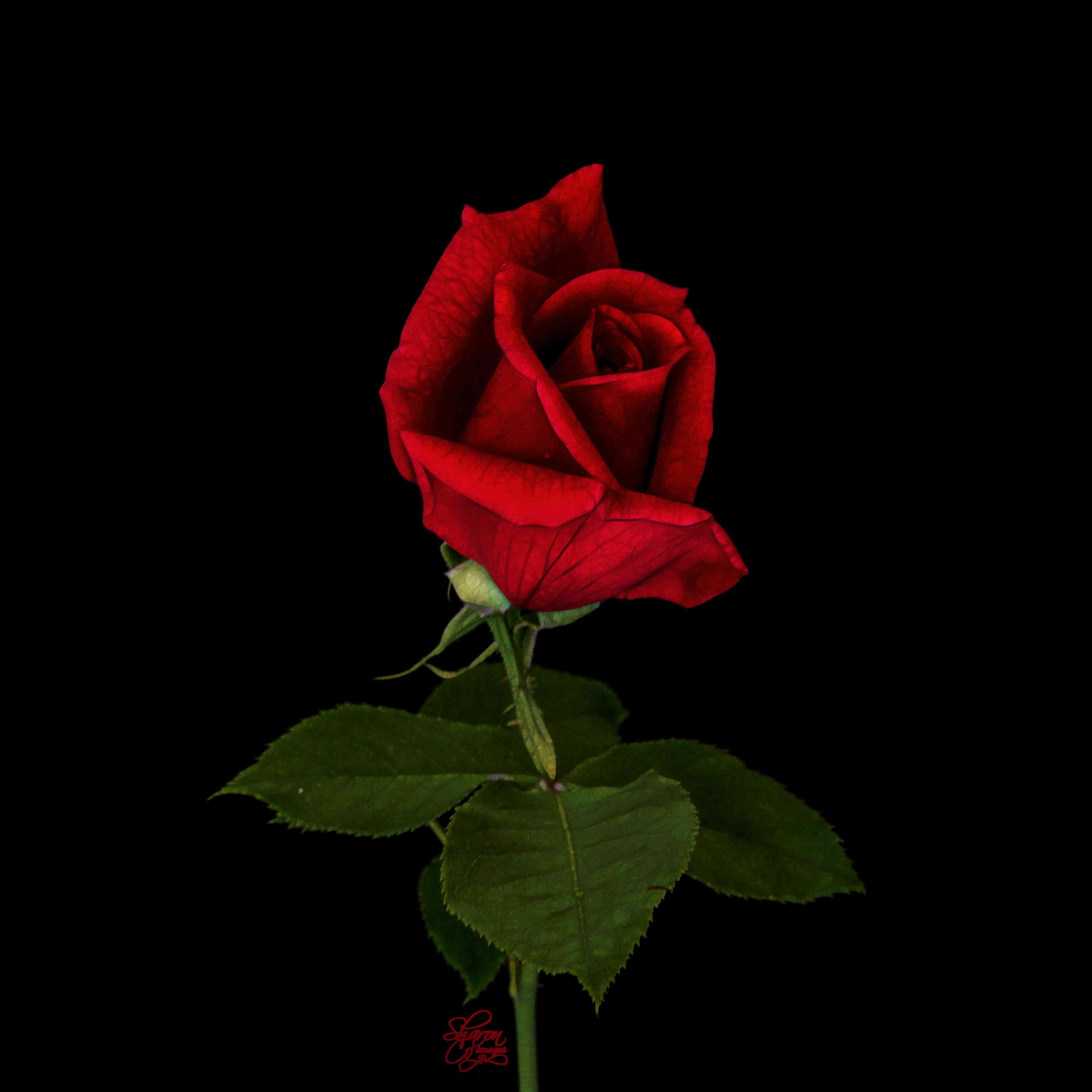 Single red rose photo