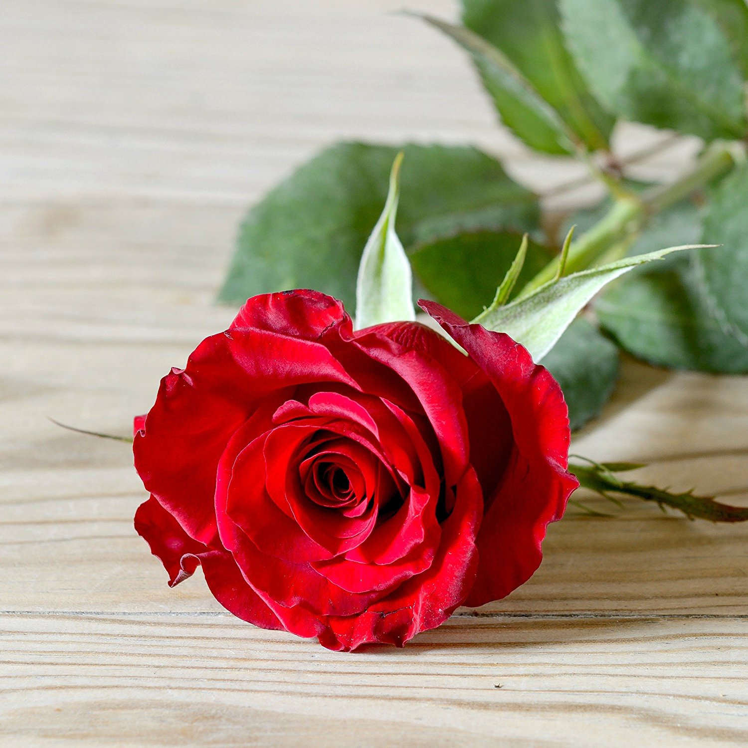 LUXURY SINGLE RED ROSE VALENTINE BOX WITH CHOCOLATES - Fresh Flowers ...