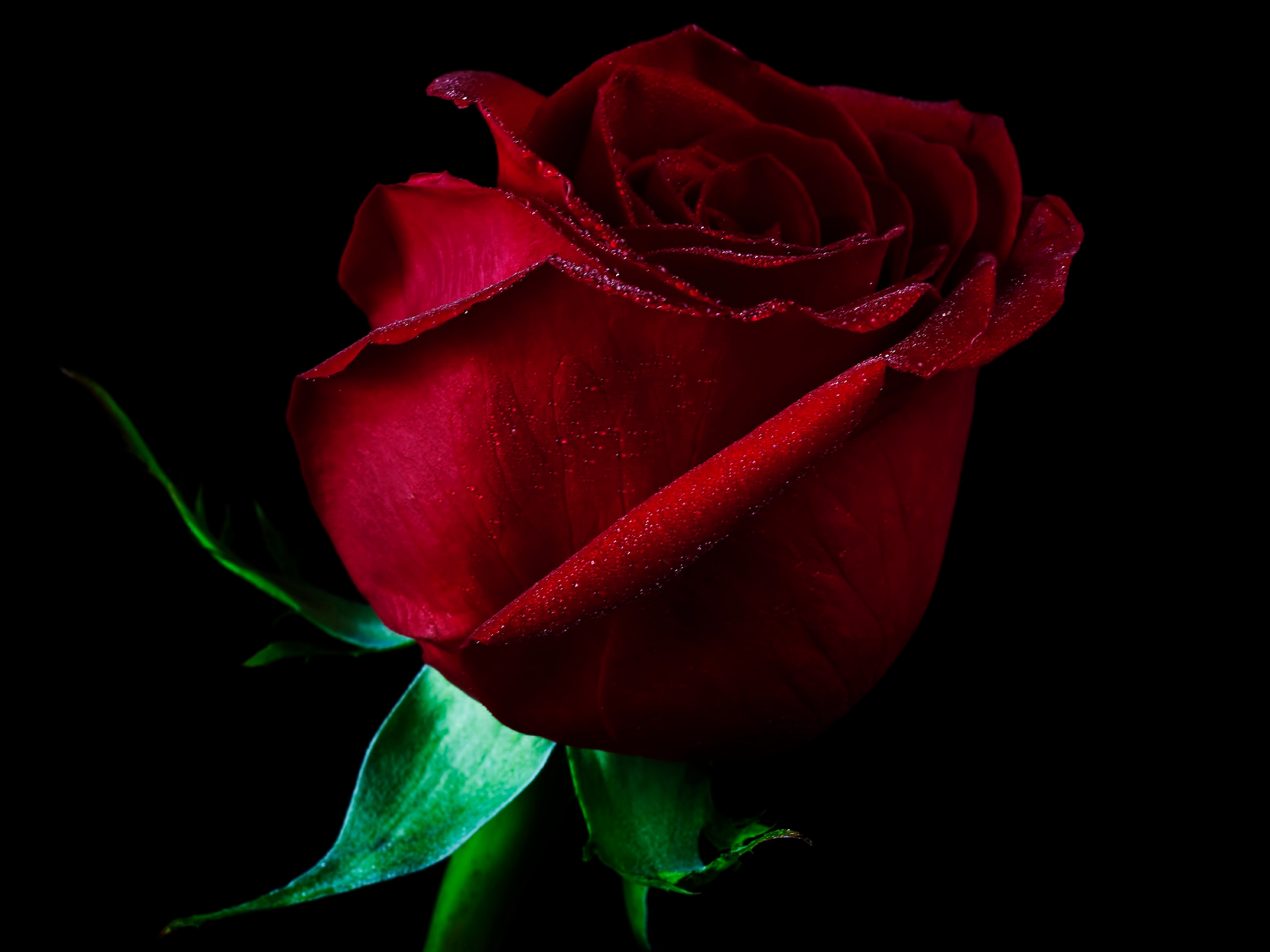 Single Red Rose Full HD Wallpaper and Background Image | 2560x1920 ...