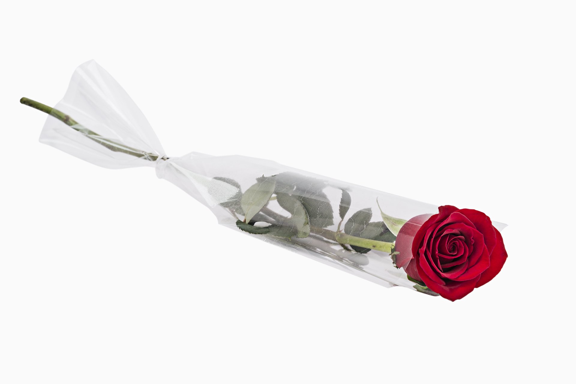 Valentine's day Single Roses – Fresh 2 Market
