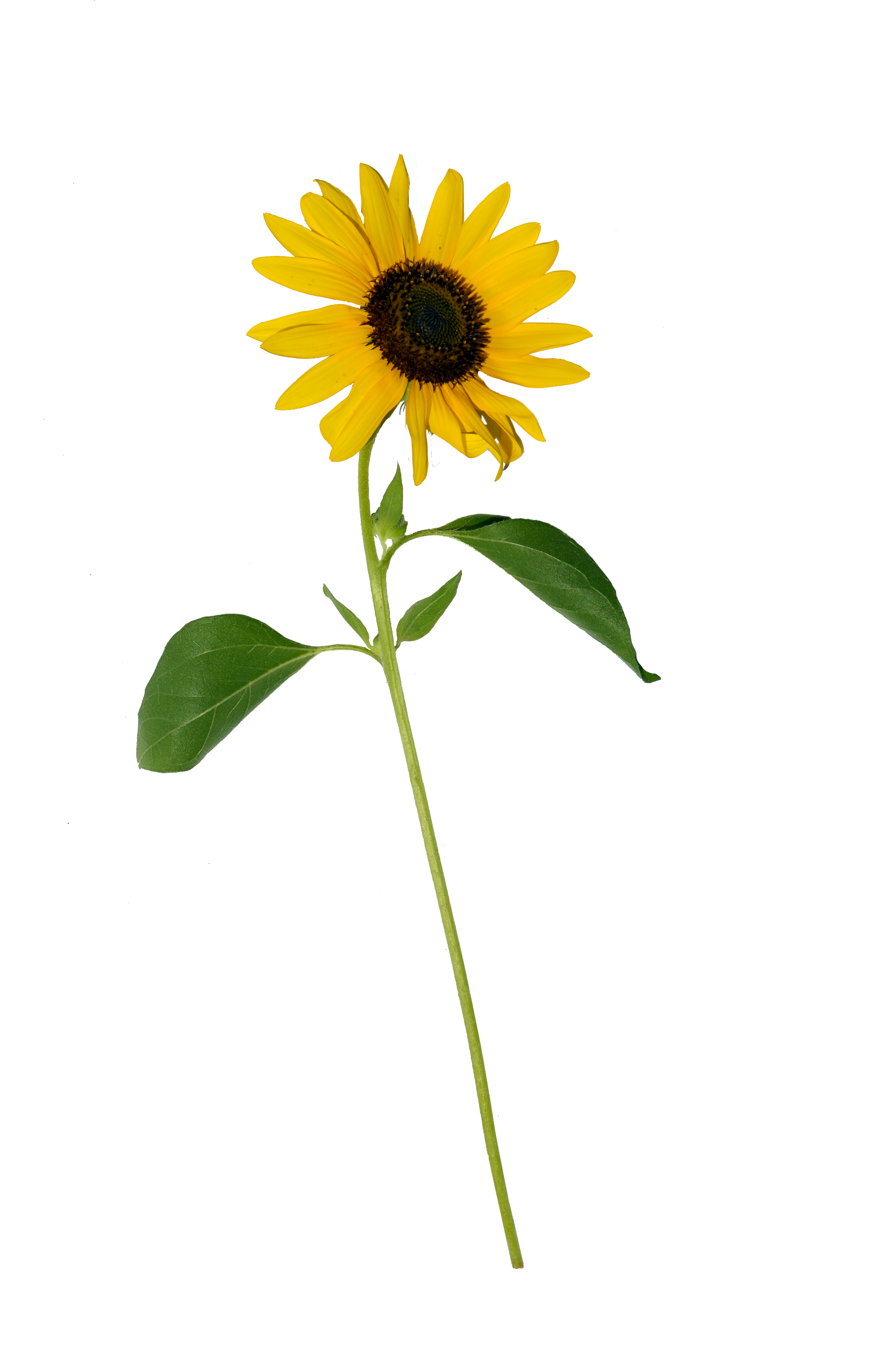 Sunflower Single PNG Stock 0318 copy by annamae22 on DeviantArt