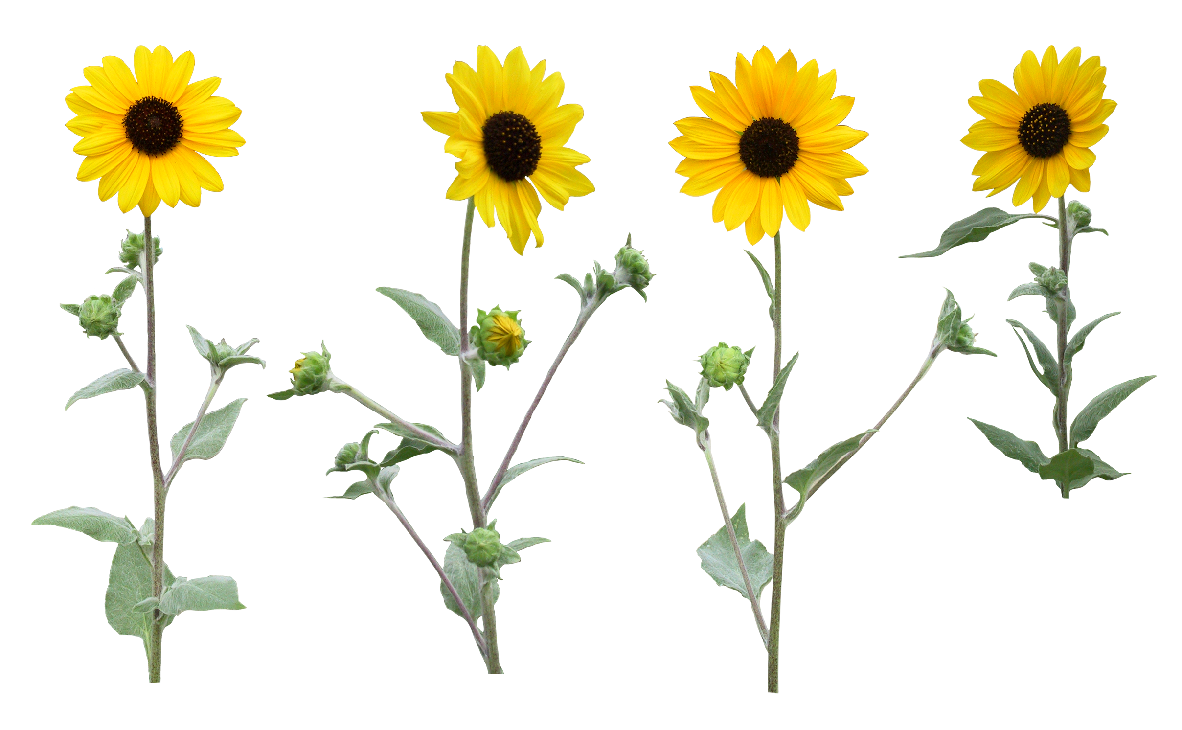 Single sunflower png transparent