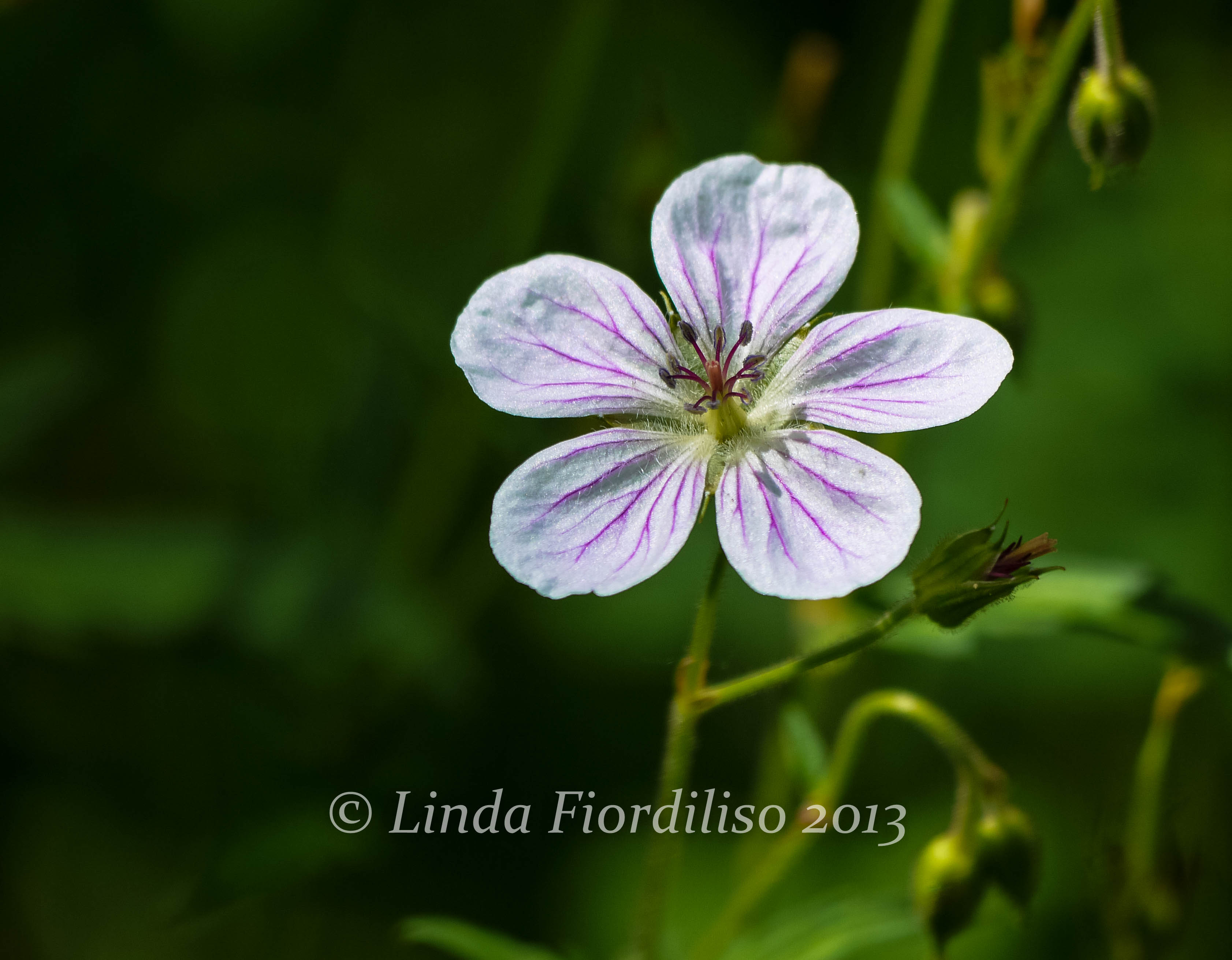 Single White Flower | Montana Wildlife and Nature Photography