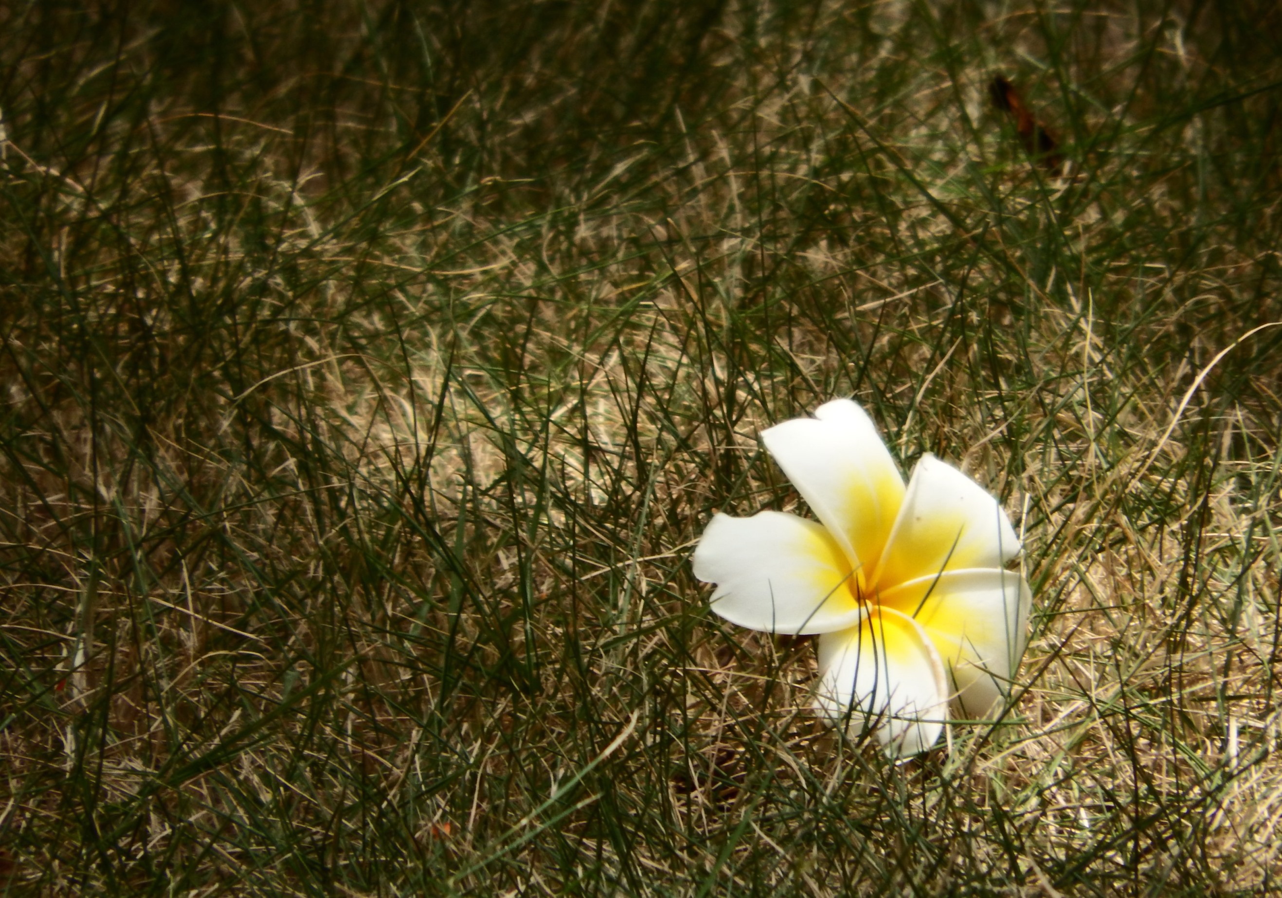 Single white flower on grass background photo