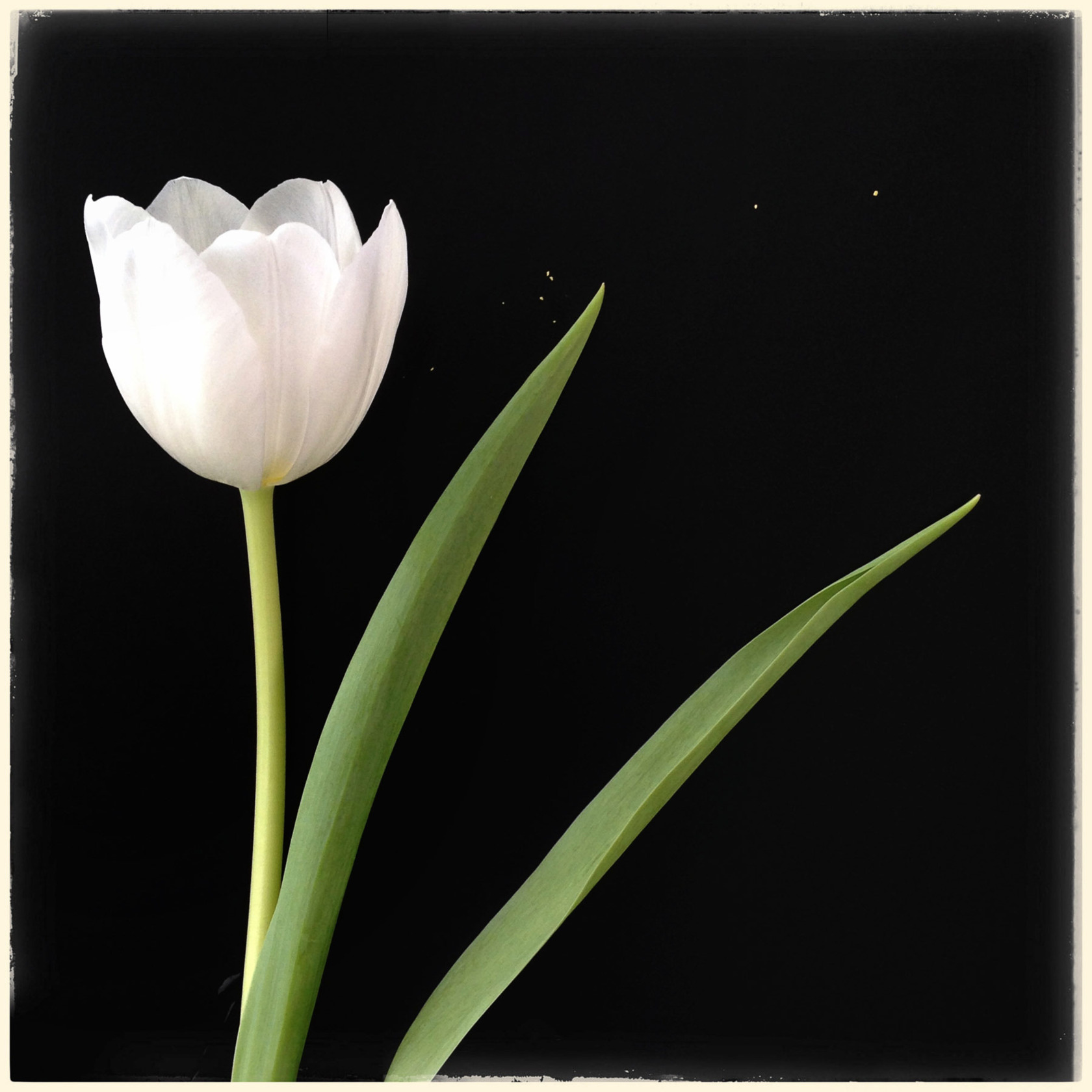 Katrin Eismann, Single White Tulip. - Loupe - The Cut