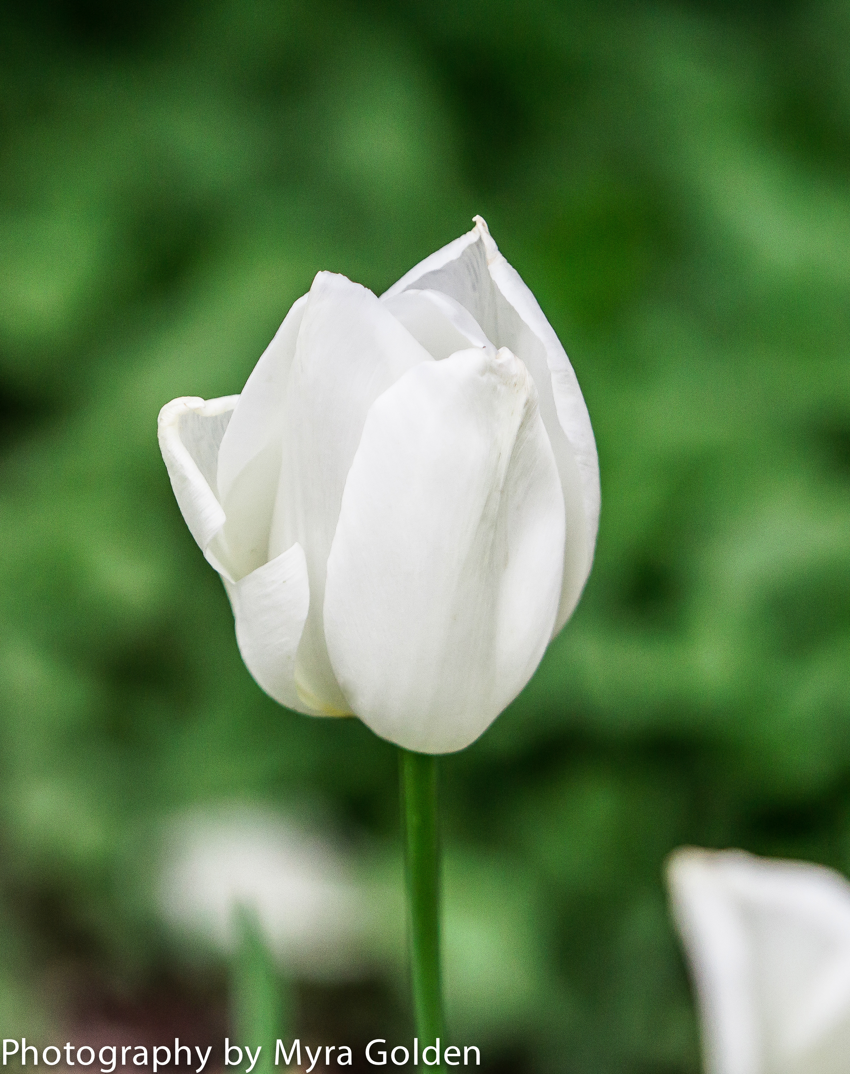 white tulip – Customer Service eLearning & Onsite Training
