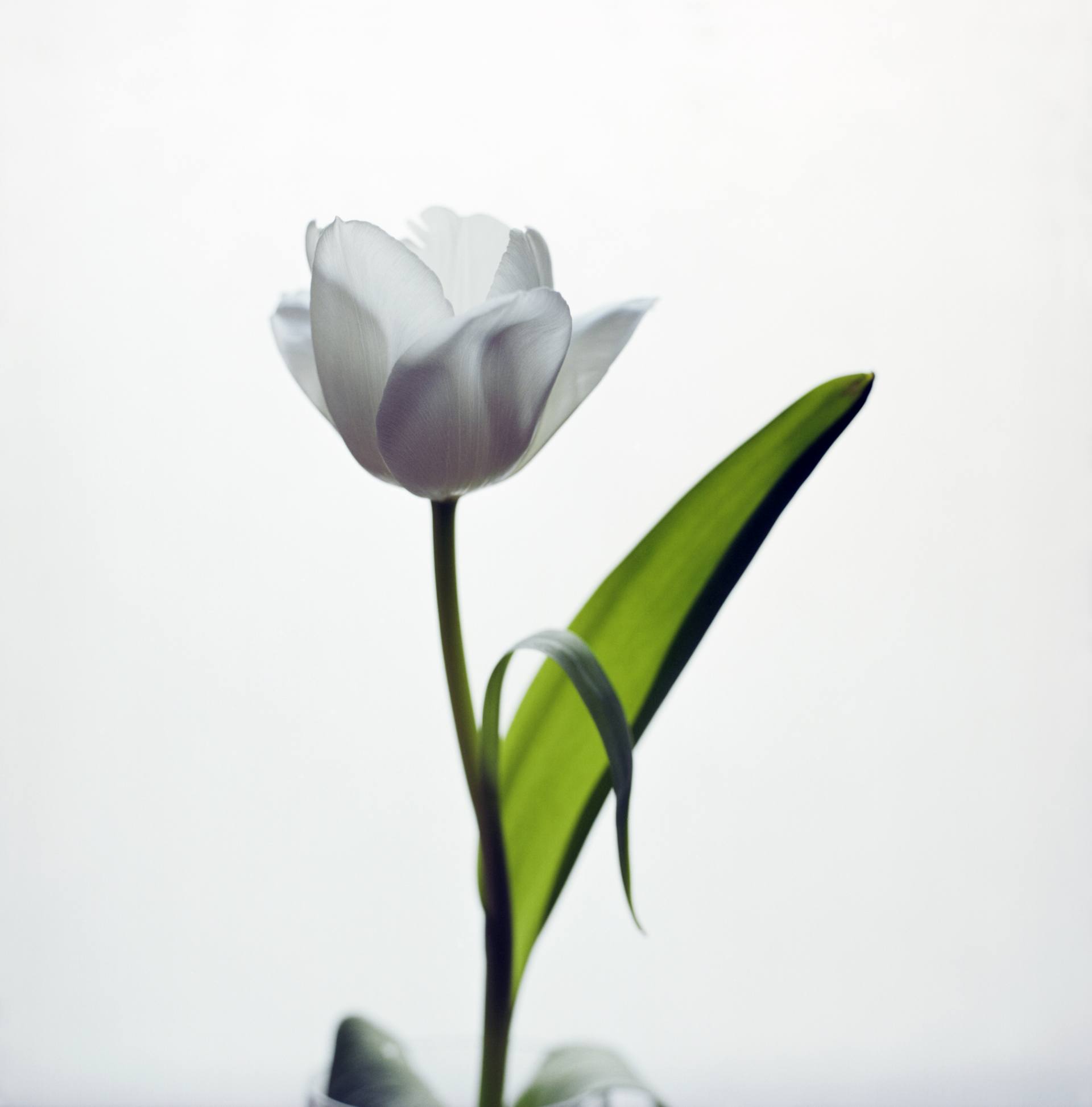 Saatchi Art: Single White Tulip Photography by Guy Sargent