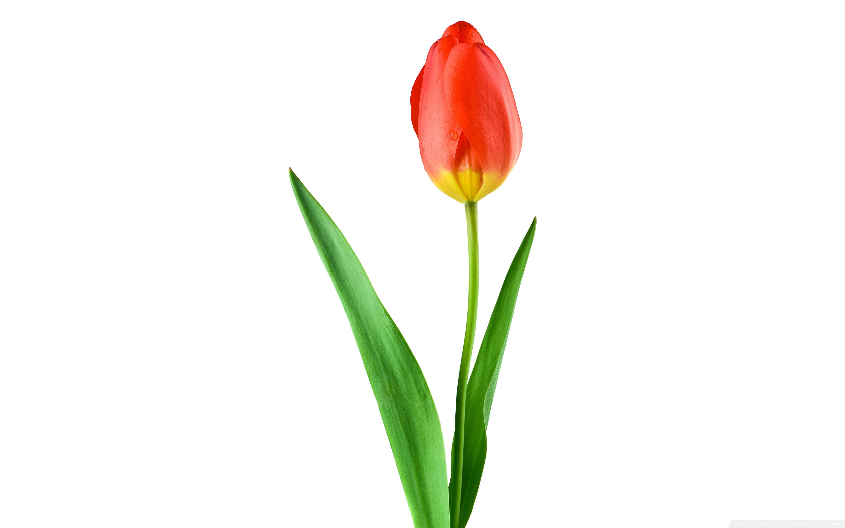 Single Red Tulip ❤ 4K HD Desktop Wallpaper for 4K Ultra HD TV ...