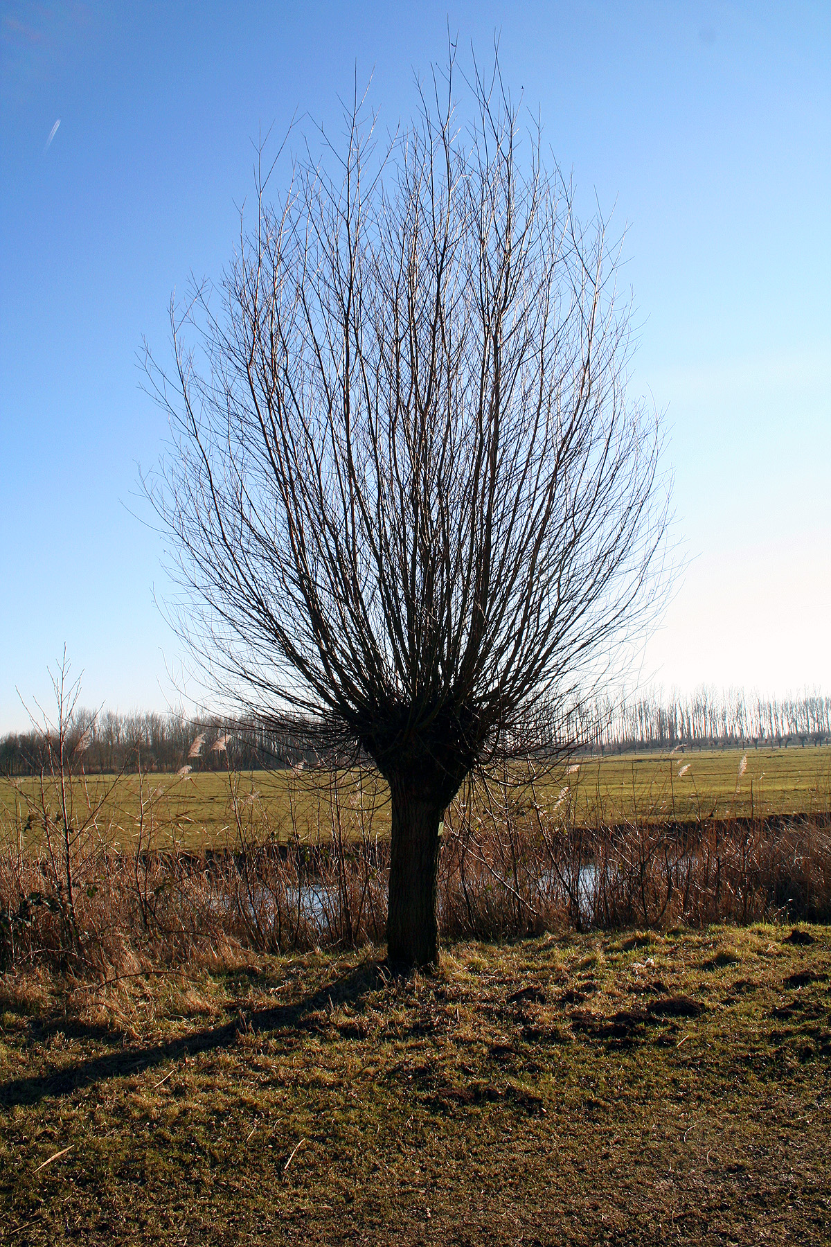 Single willow tree photo