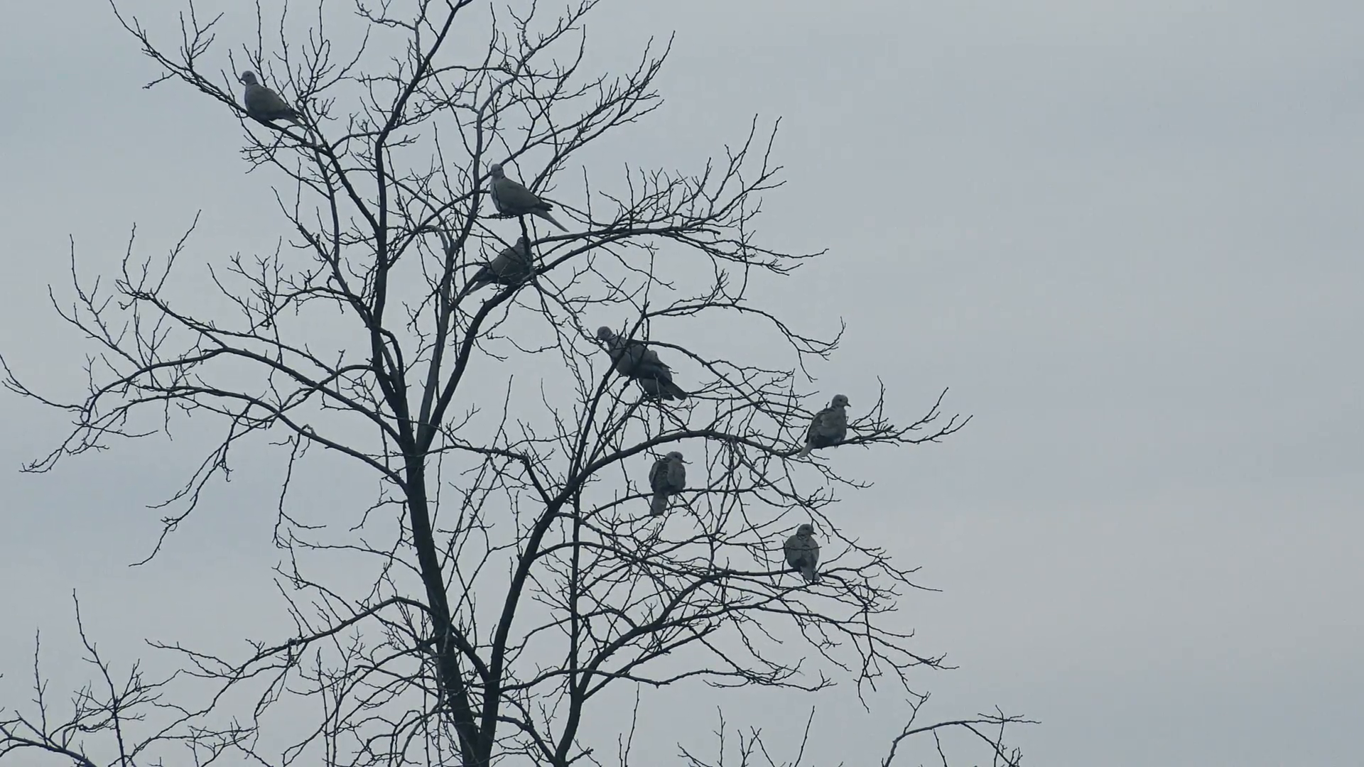 Flock of birds resting on bare treetop in winter, pigeons and doves ...