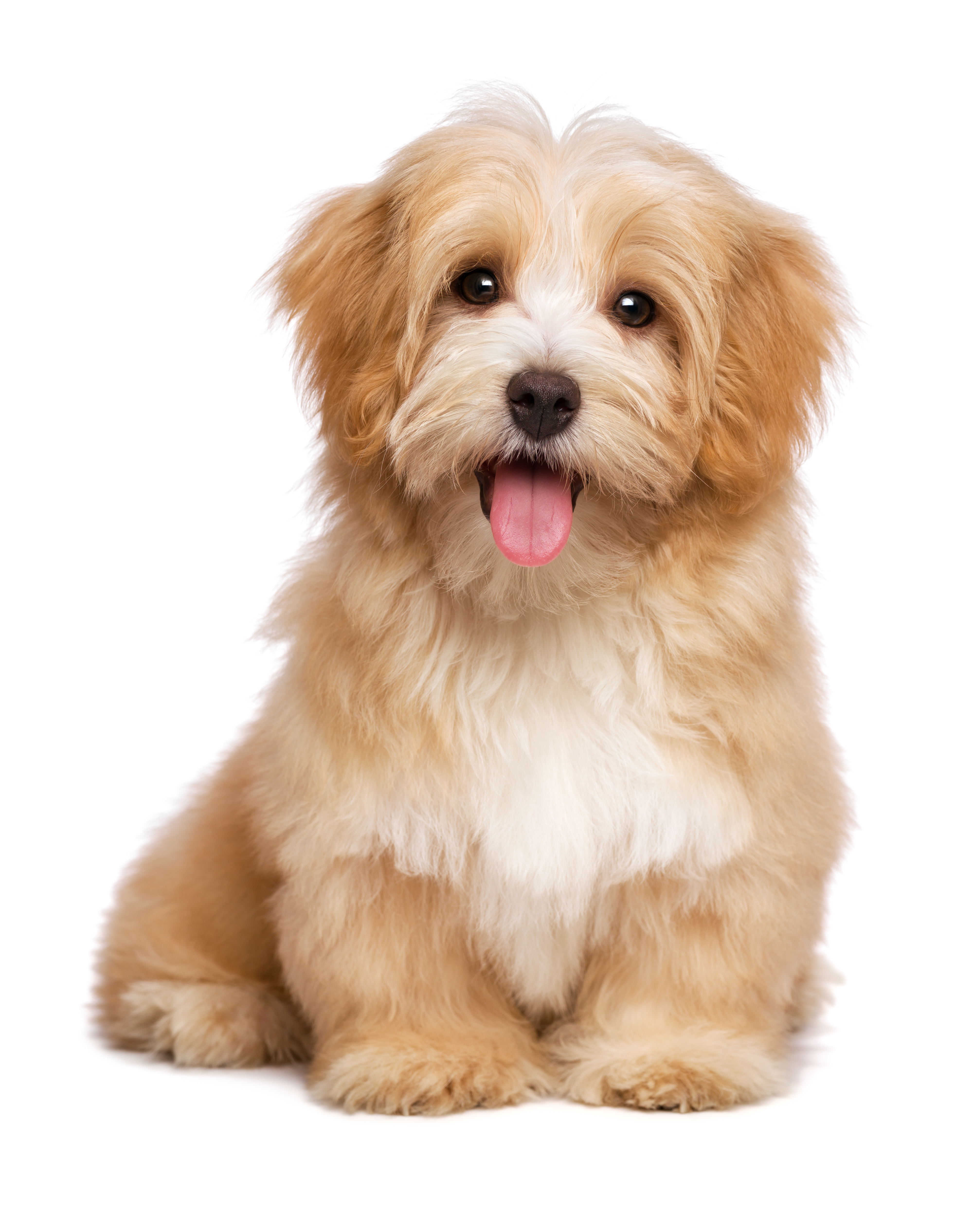 Bladder Stones in Dogs by Professional Pet Sitting EtcProfessional ...