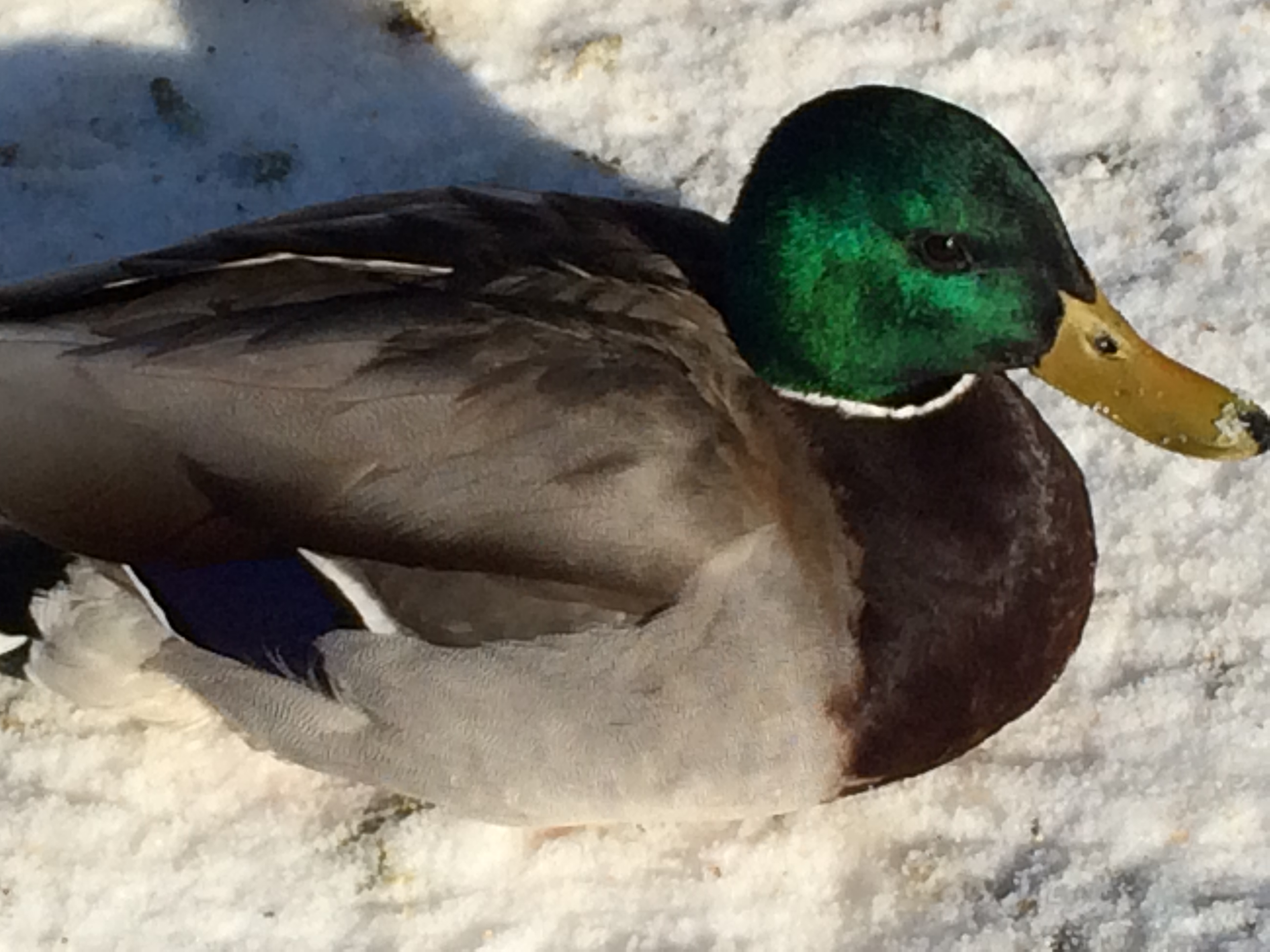 Don't Be A Sitting Duck - Photo - Exceeding Joy with Susan Waters