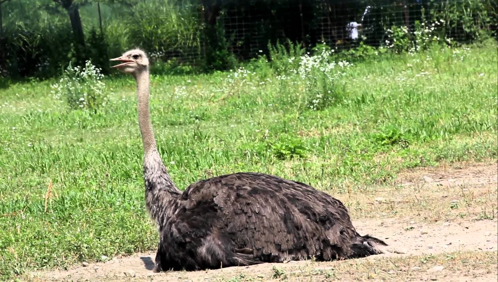 Sitting ostrich photo
