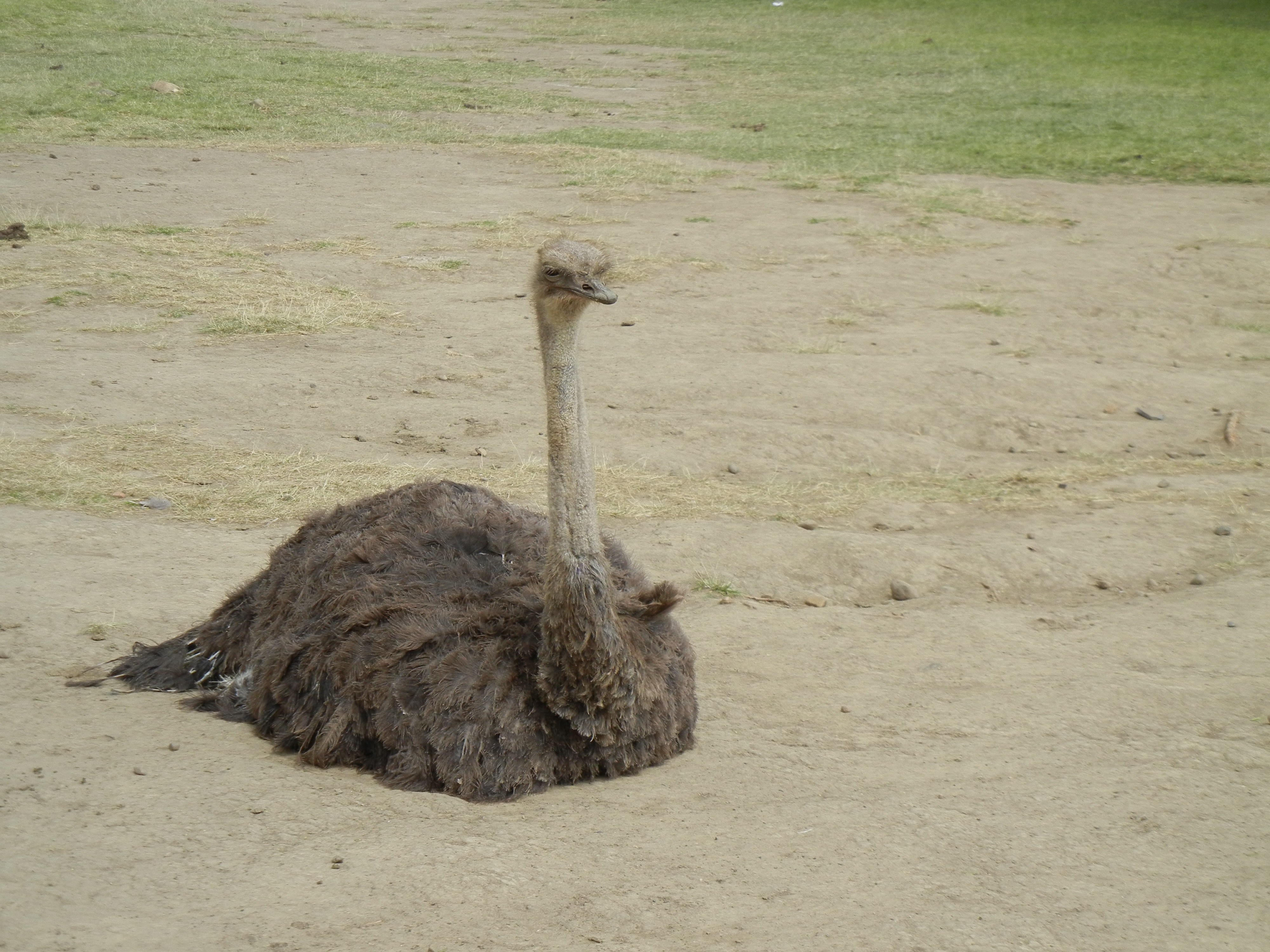 How an Ostrich sits