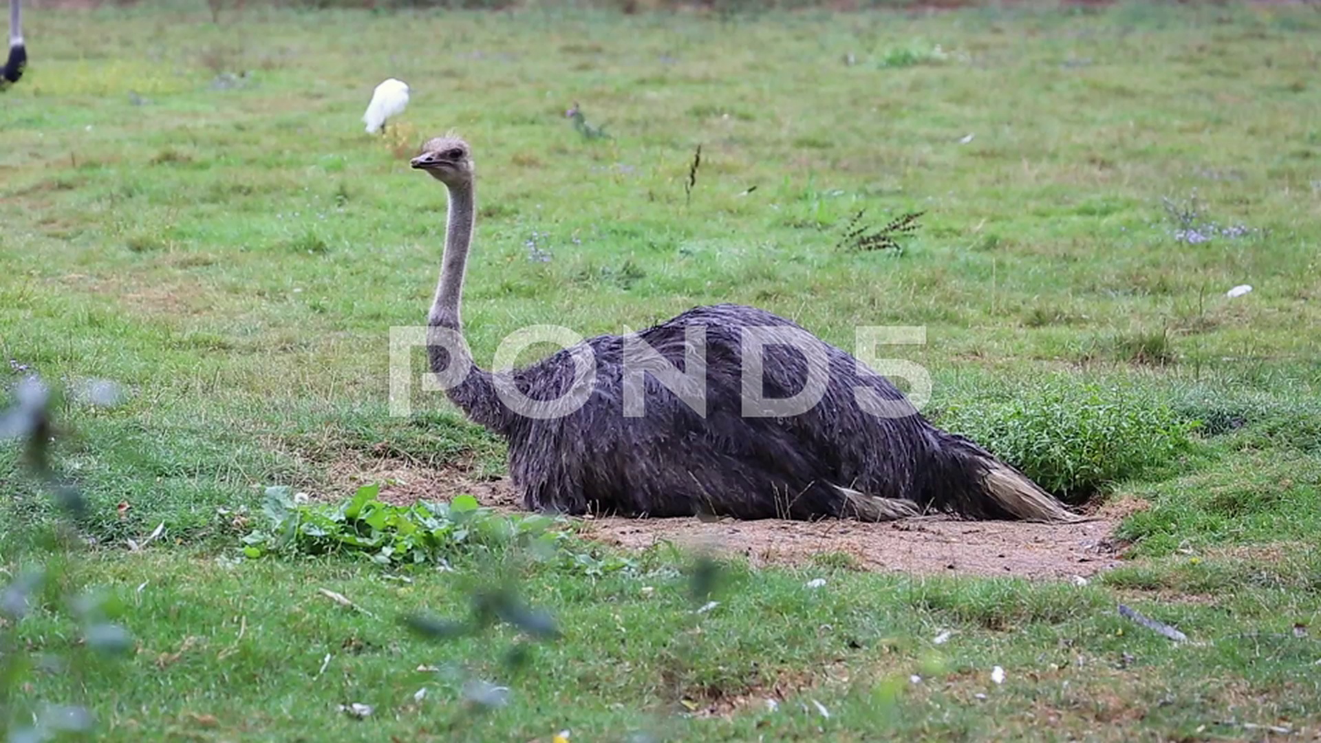 Female Ostrich Sitting On Eggs ~ Hi Res Video #79227046