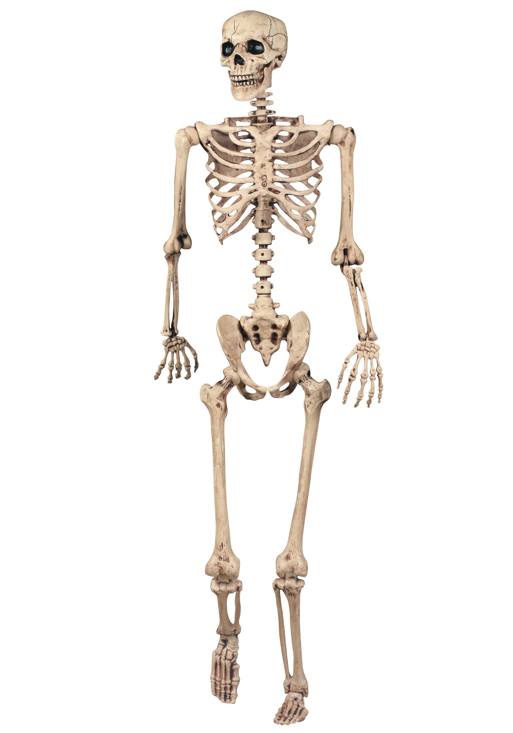 Lifesize Posable Skeleton - Skeleton Halloween Decorations