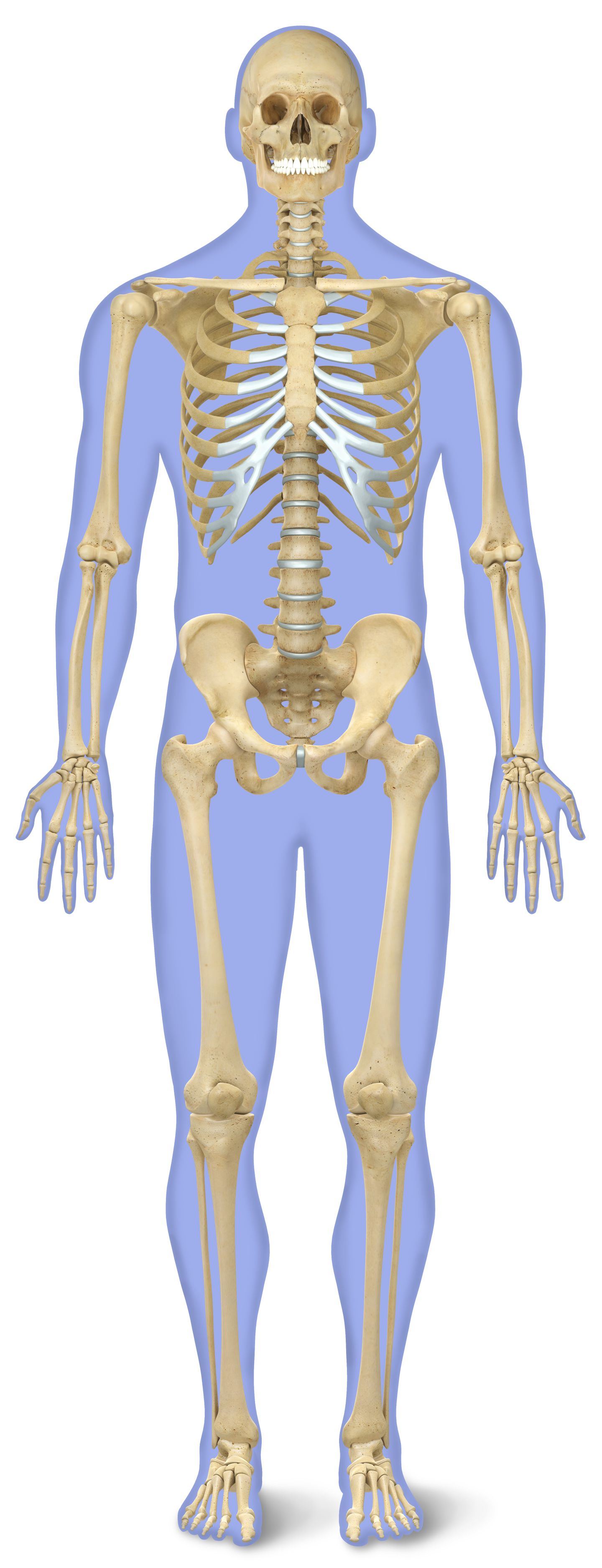 Number of Bones in Human Body | Skeleton Facts | DK Find Out