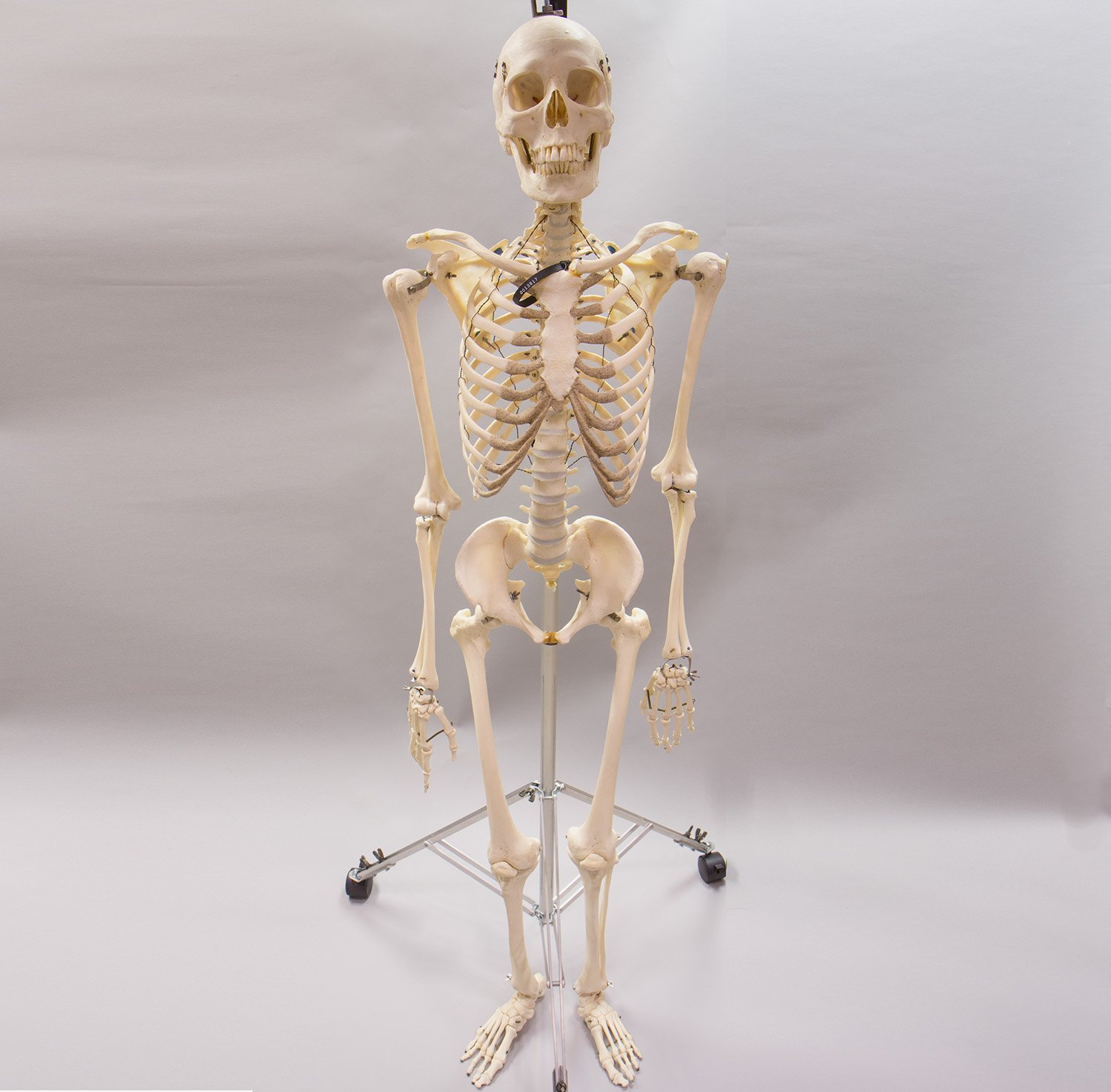 Real Articulated Human Skeleton For Sale – Skulls Unlimited ...