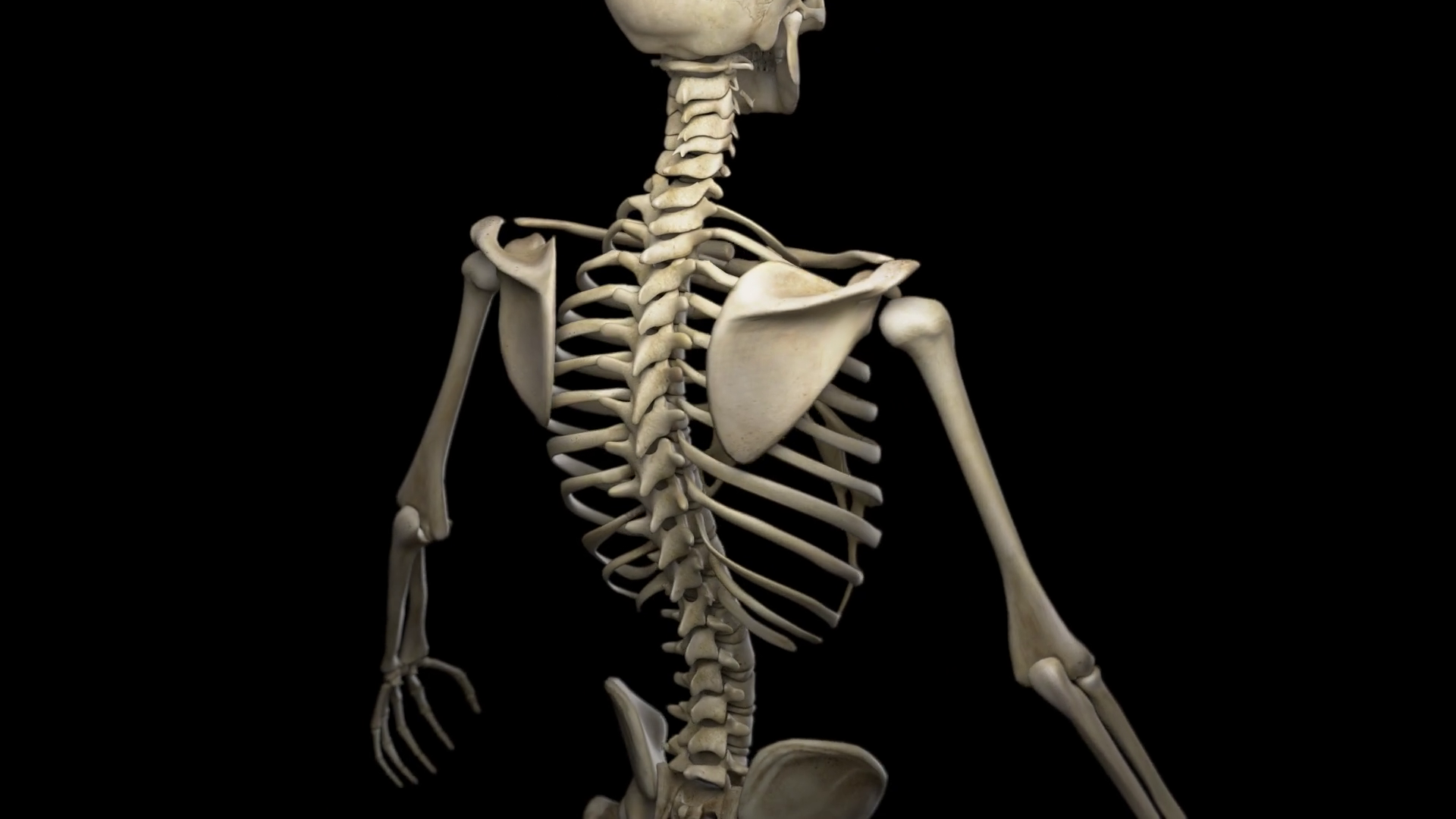 Complete 3d animation of a human skeleton. Camera rotation from the ...