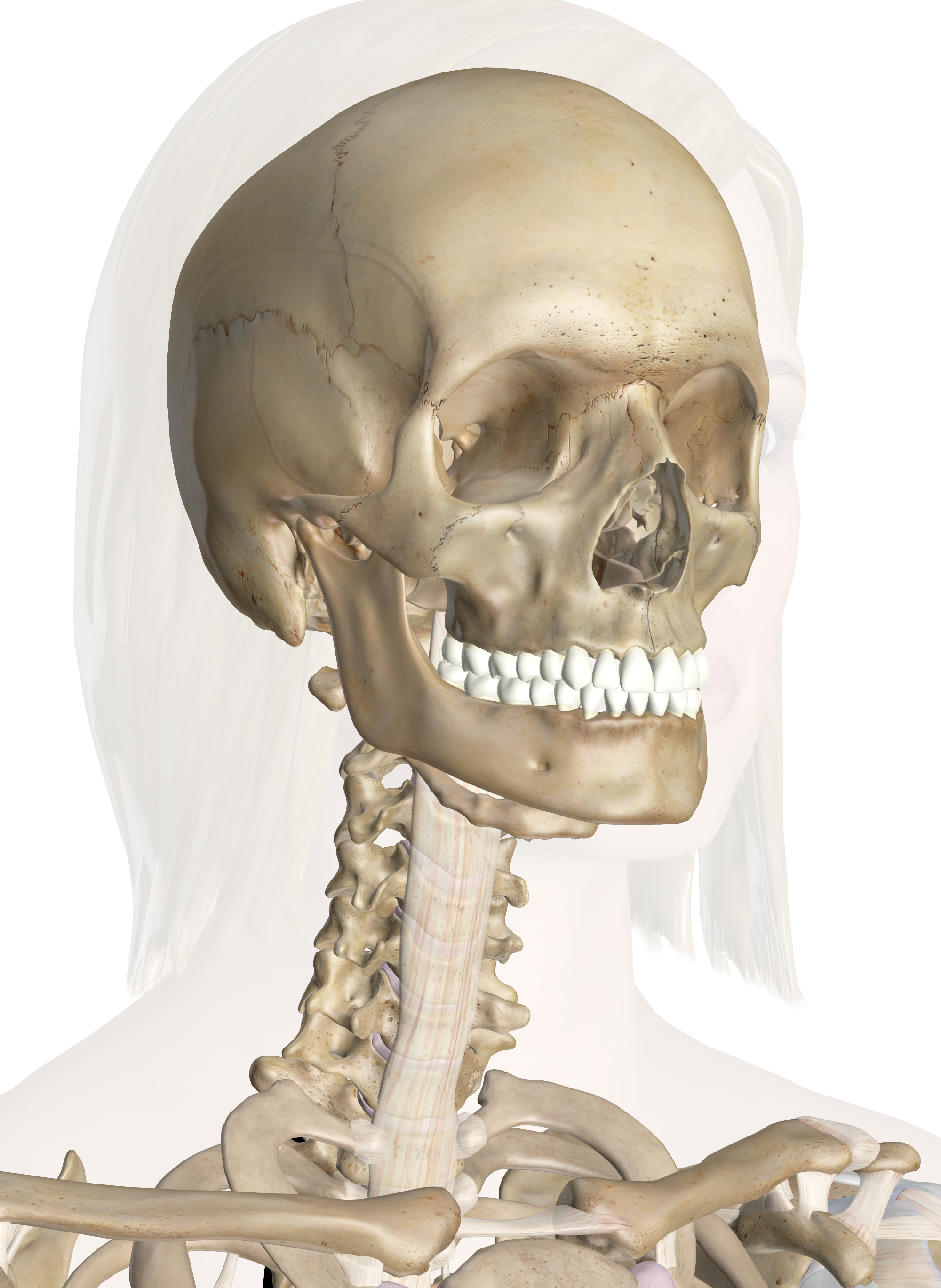 Нижняя челюсть с черепом подвижные. Кости головы. Череп с позвоночником.