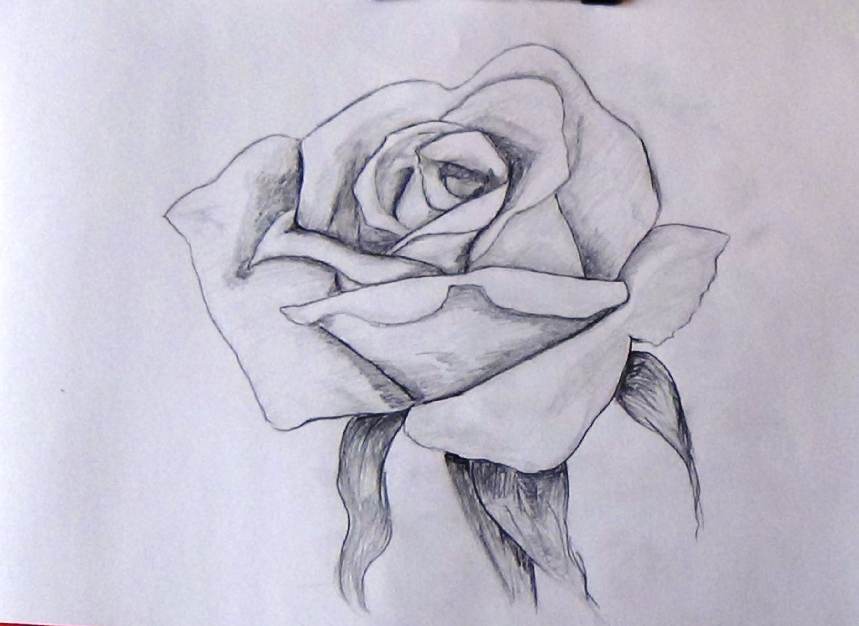 How To Sketch A Rose Step By Step Tutorial For Beginners - YouTube